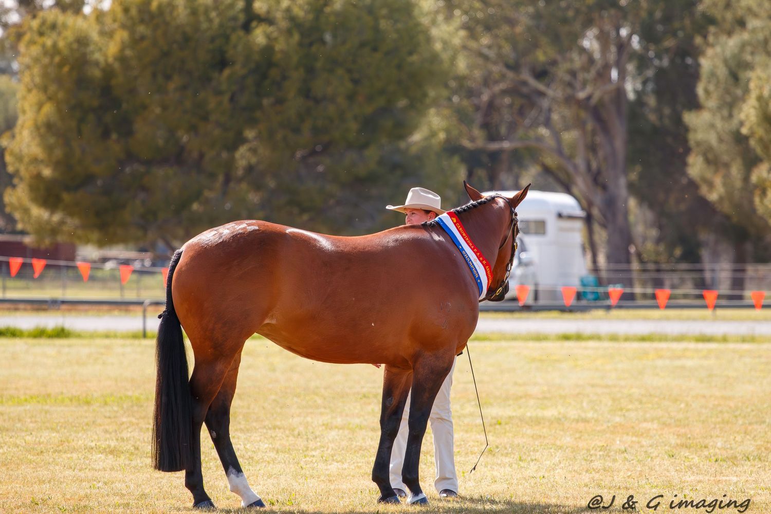 Row of mounted horses and riders lined up during a competitive equestrian show.