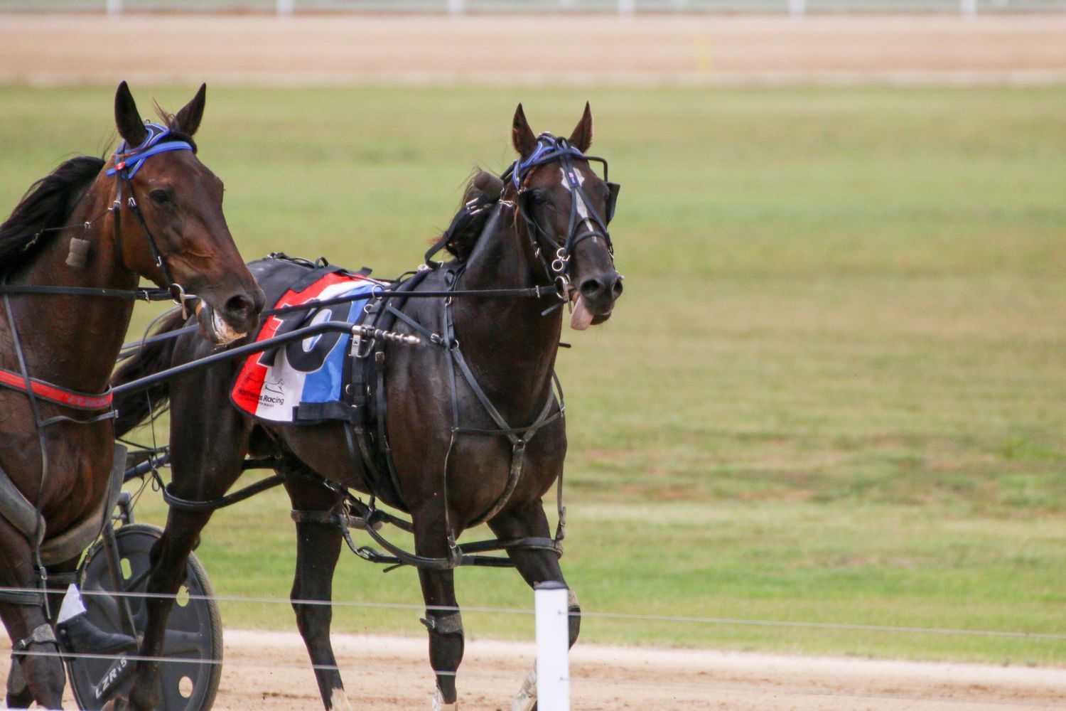 Harness racing horses competing on dirt track with sulkies.