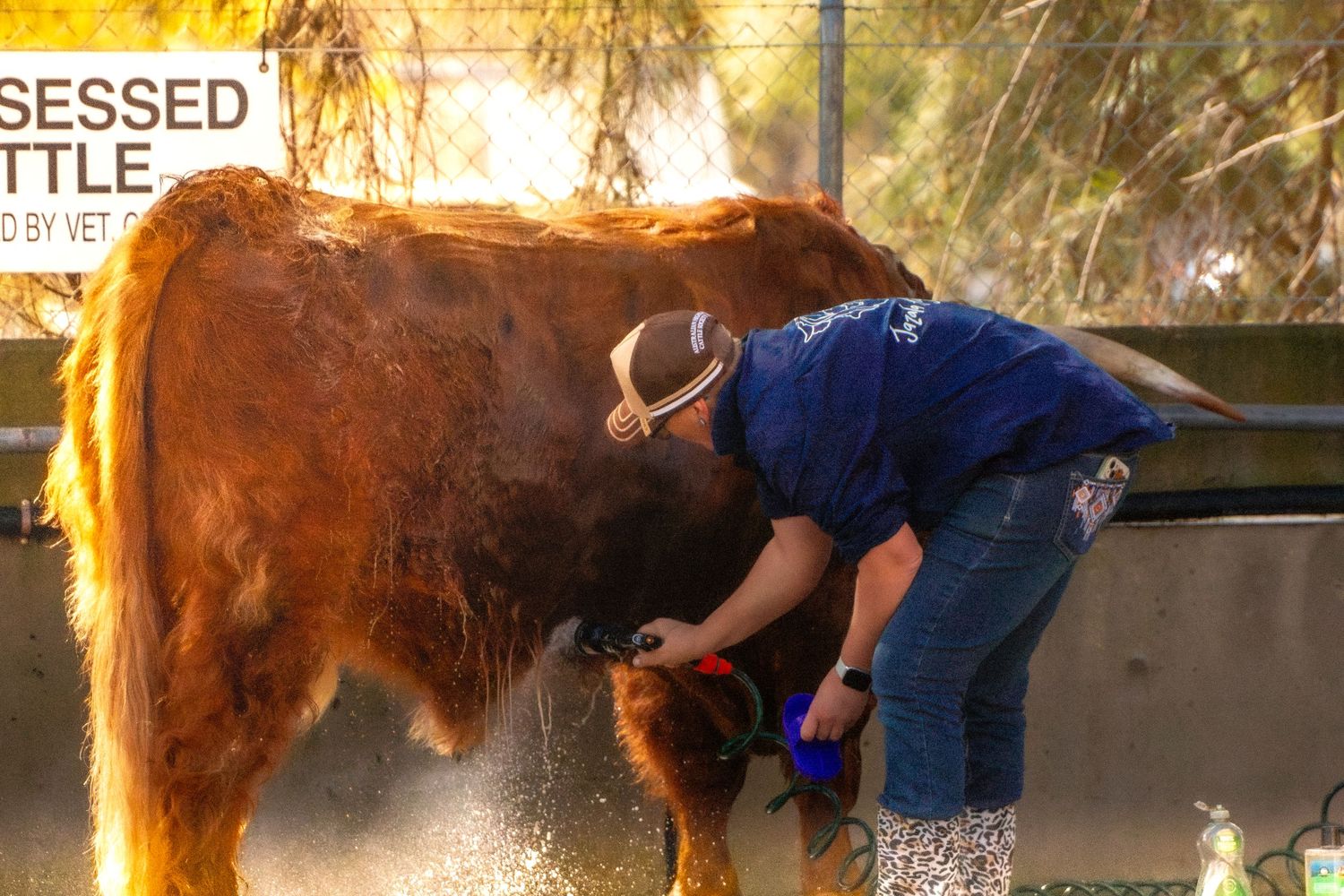 Brown highland cow being washed and groomed outdoors in golden sunlight.