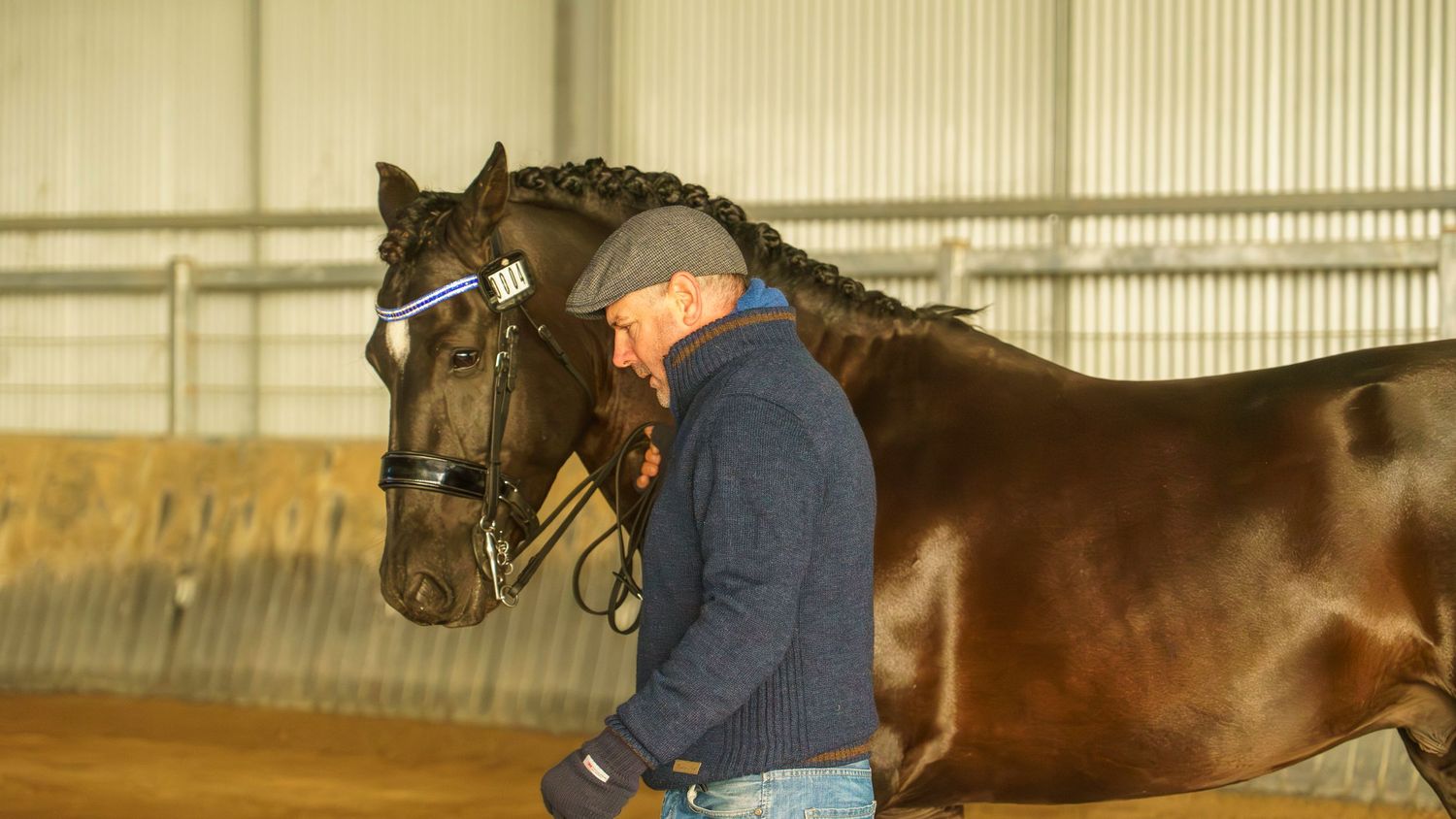 Dark bay horse with braided mane being worked in an indoor arena setting.