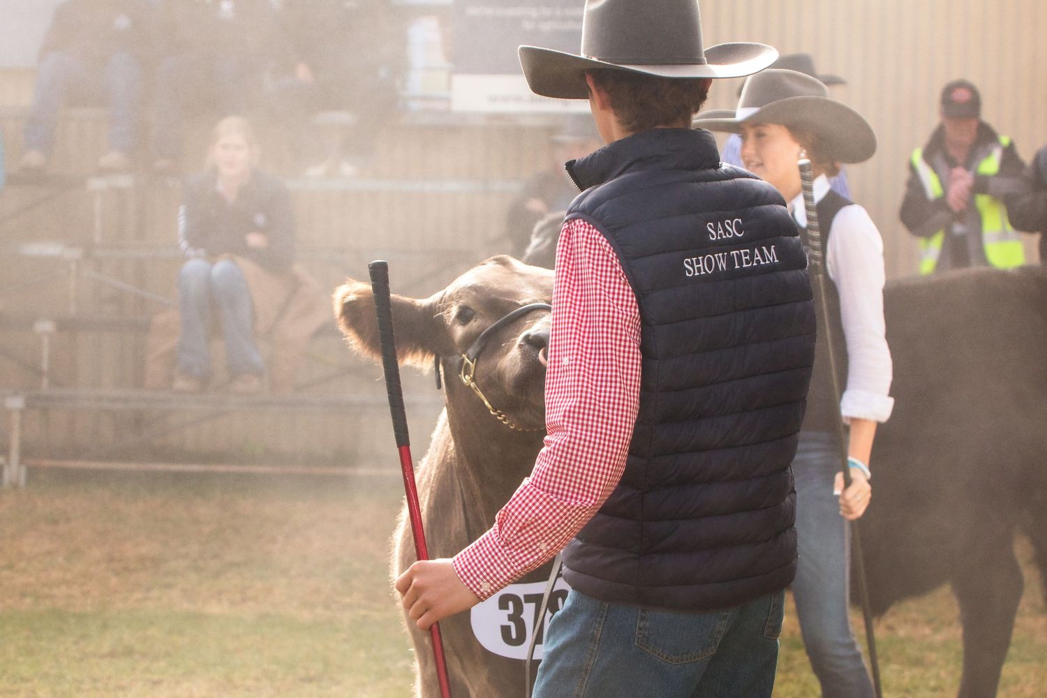 cattle show participants walking with cows in an outdoor arena.