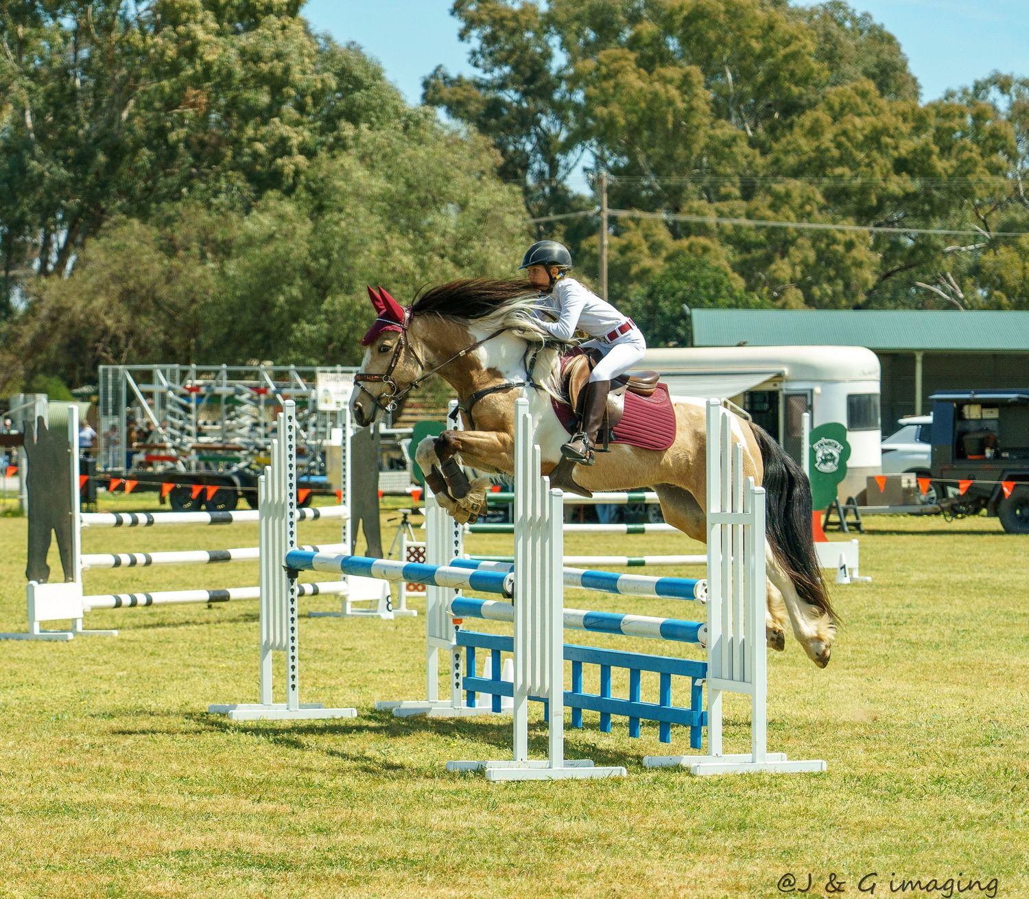 Wide view of equestrian jumping course with blue and white obstacles set up on grass field.