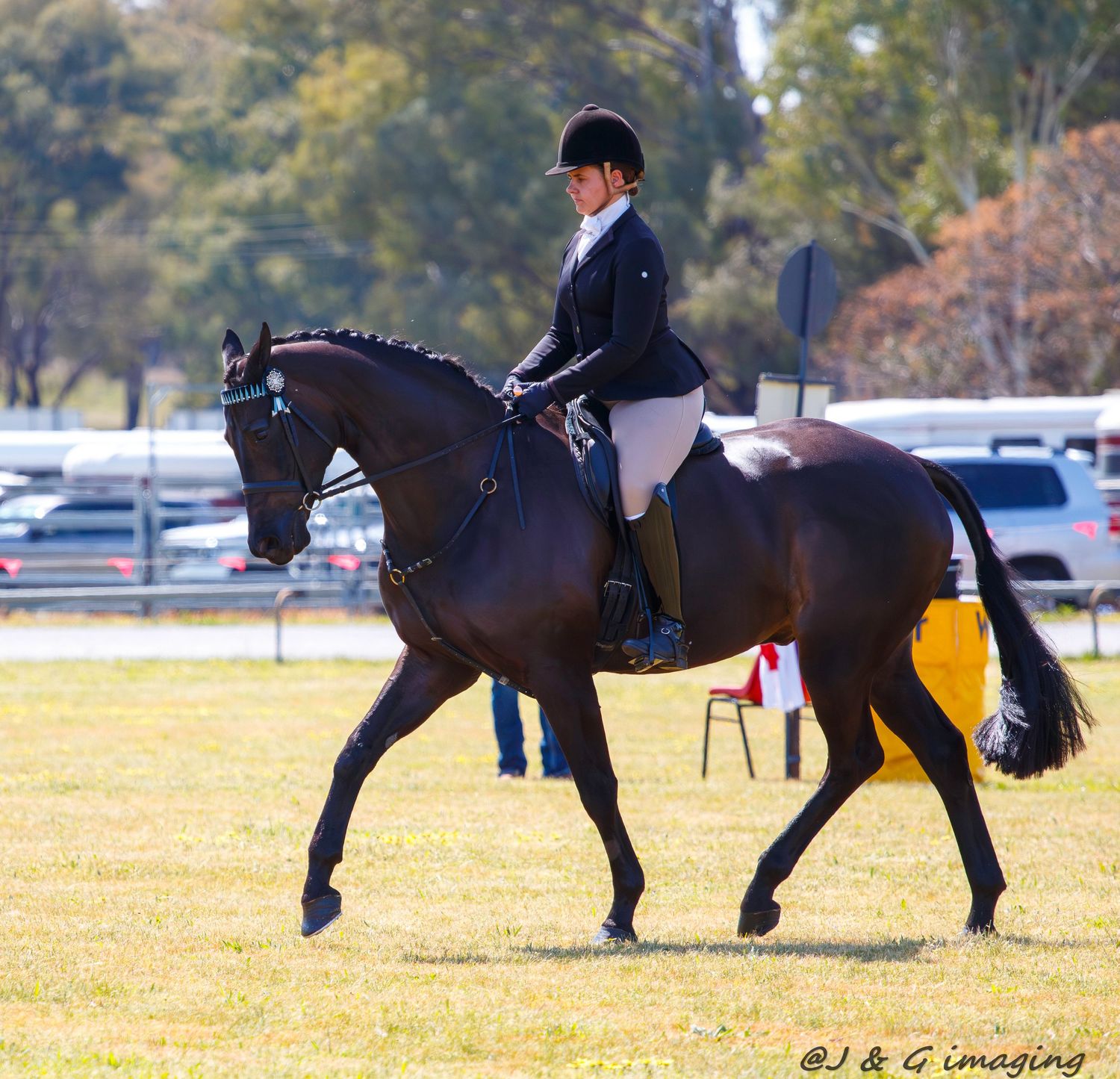 Black horses performing dressage movements in an outdoor arena.