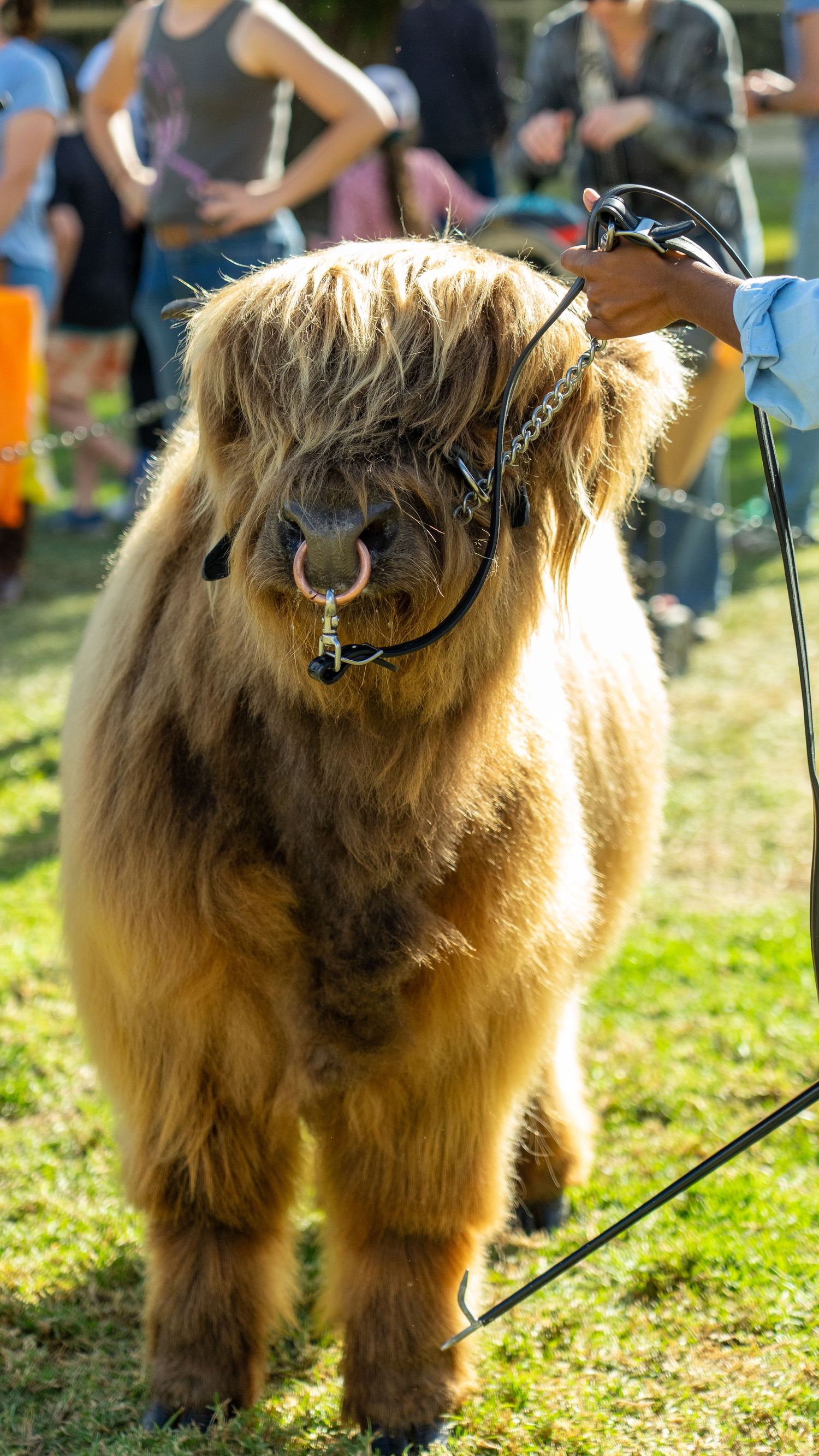 Highland cattle with long shaggy brown fur being shown on a grassy field.