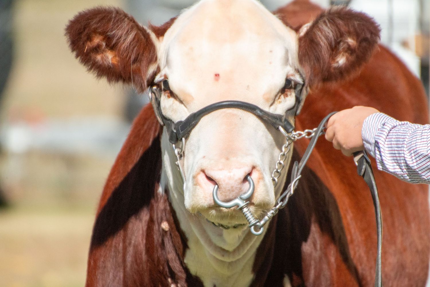 Close-up of brown cattle faces with halters at a livestock show.