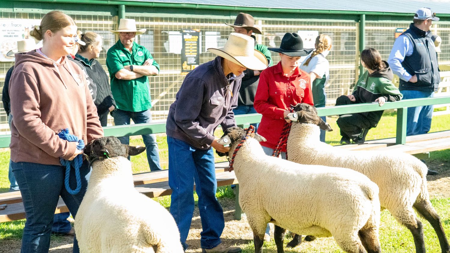 Group of people leading white show pol Dorset's  in an outdoor arena during a competition event.