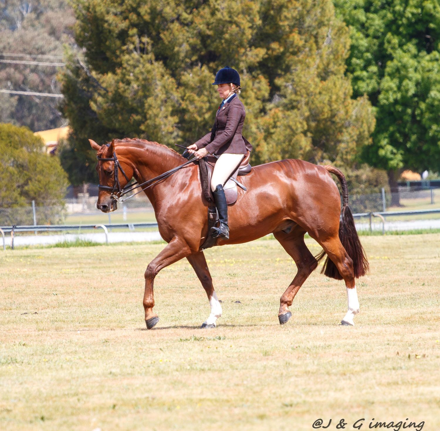 Chestnut horses and riders demonstrate equestrian skills in an outdoor arena.