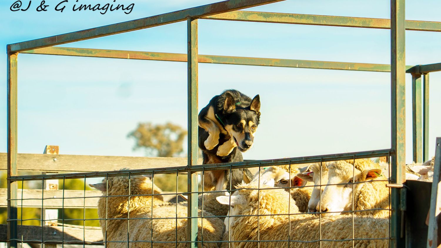 working dog trials