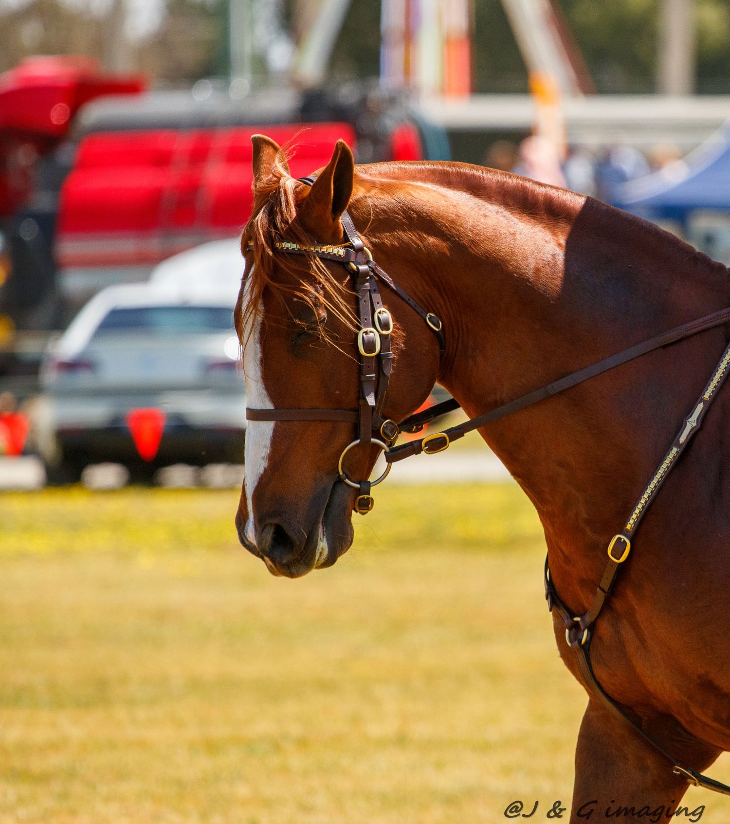 A chestnut horse with bridle and tack stands in profile at an equestrian event.