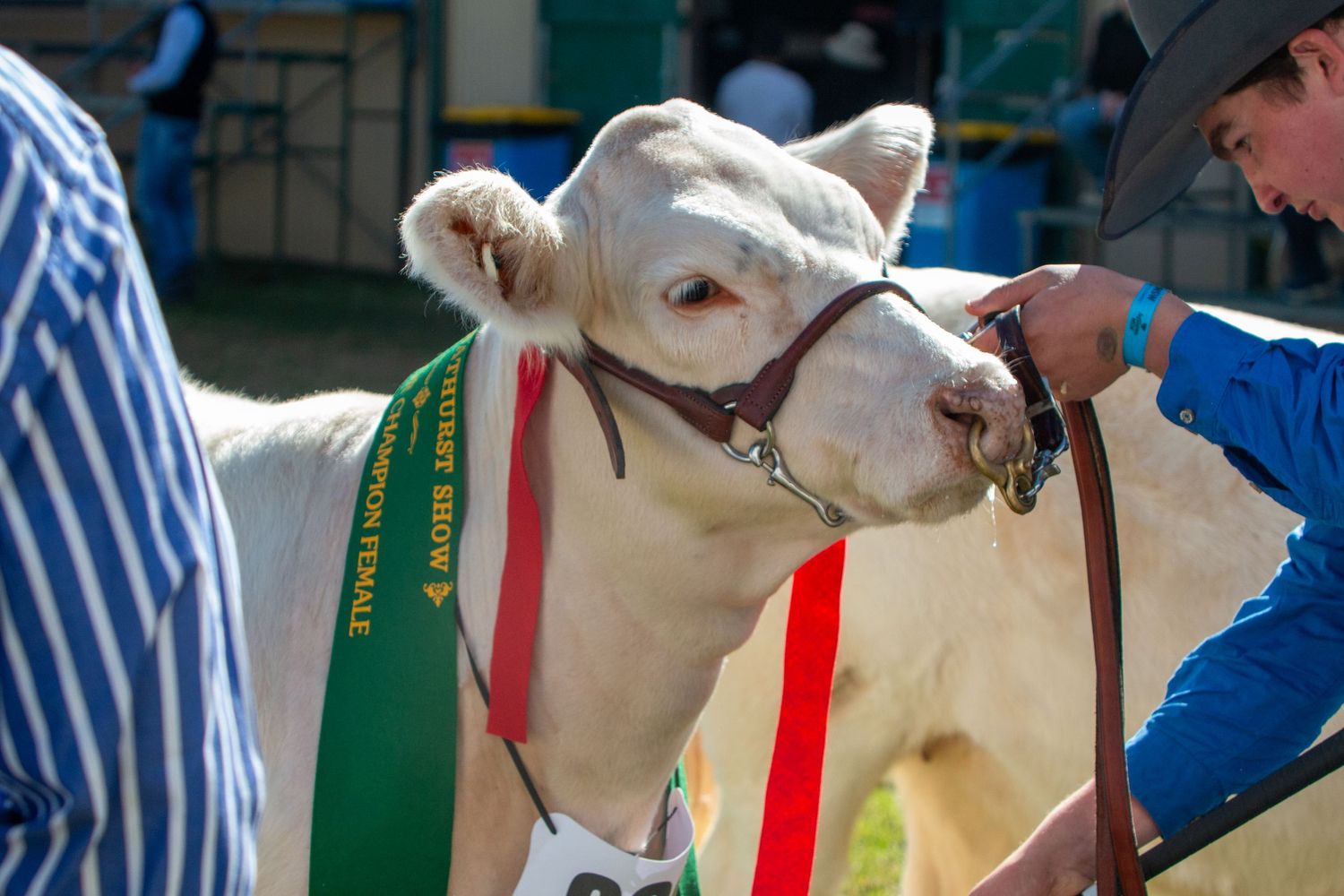Line of white cows being shown at an cattle competition with handlers in uniform.