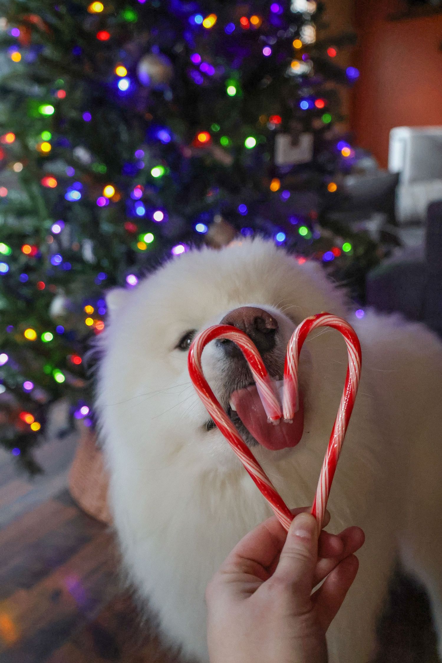 Samoyed dog happy for christmas session