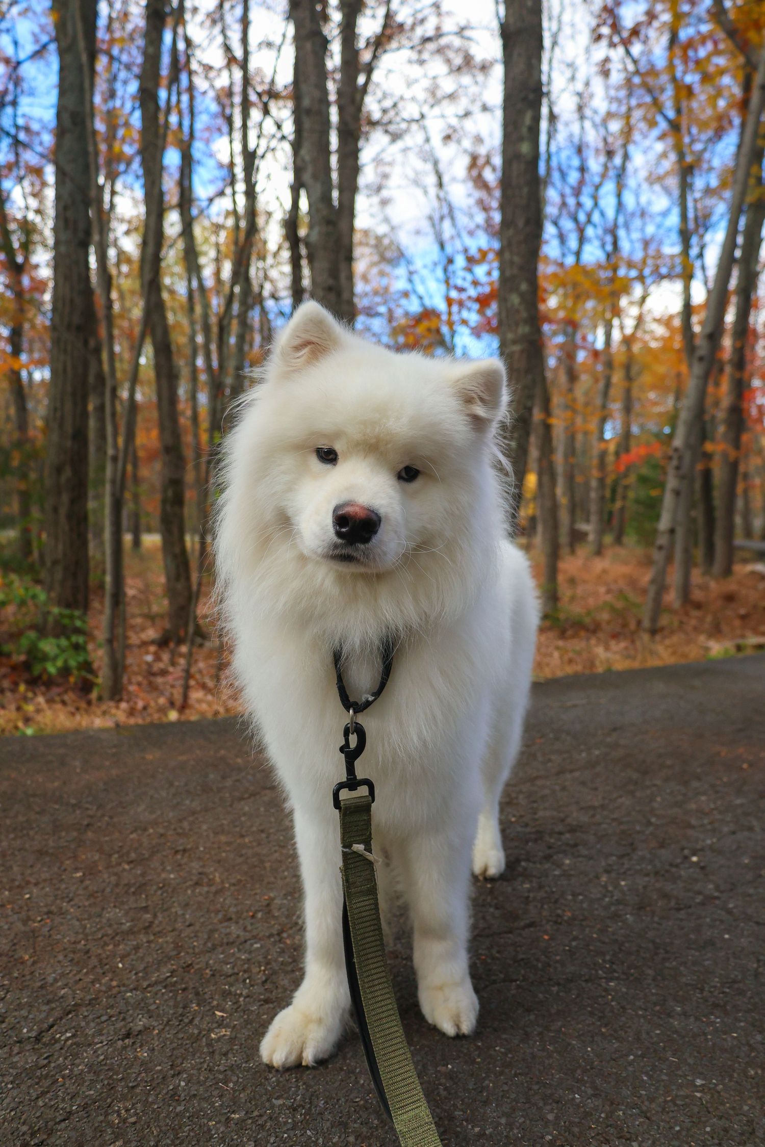 Samoyed dog looking at the camera in the fall season in the poconos