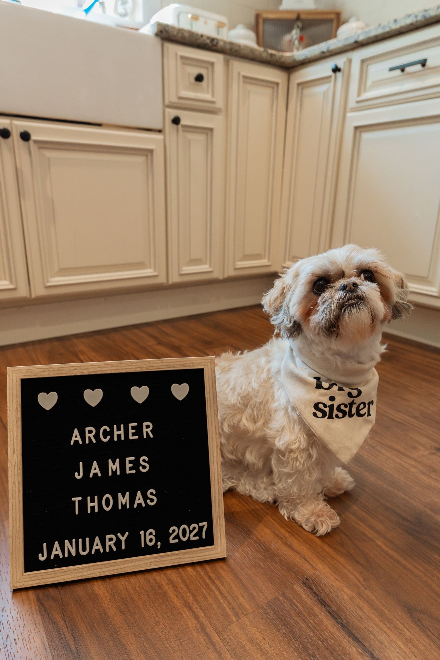 Shih Tzu dog wearing a Big Sister bandana sits beside a letter board announcing Archer James Thomas, January 16, 2027.