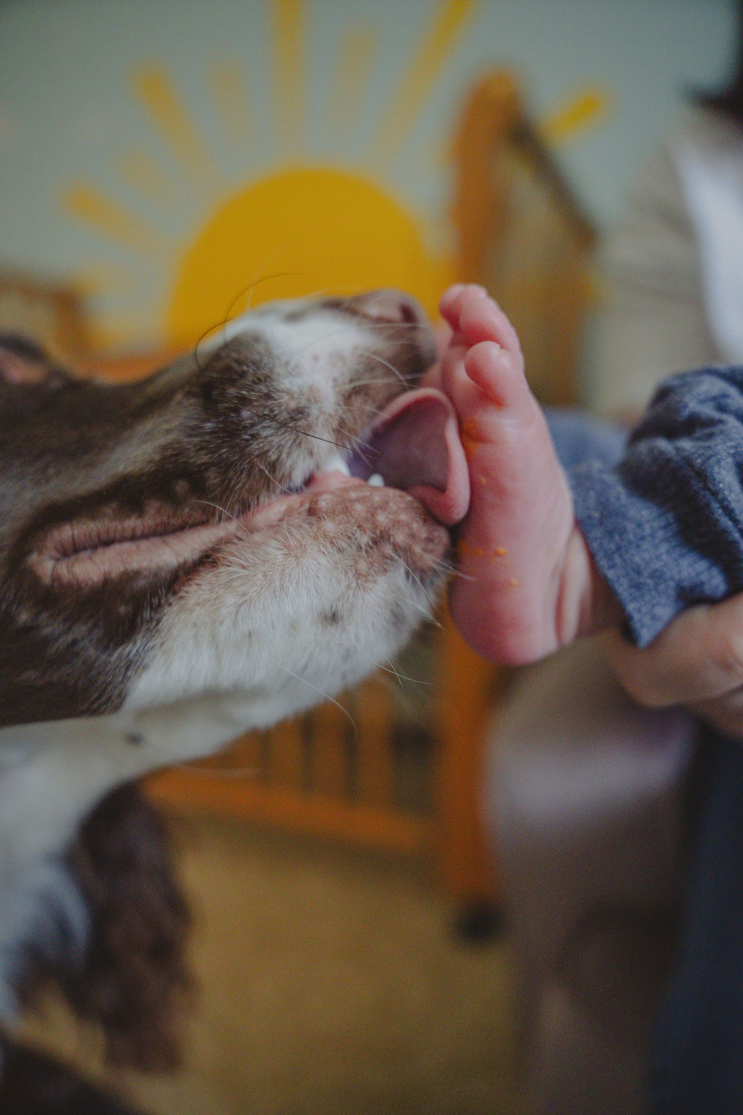 Family lifestyle session with family dog.