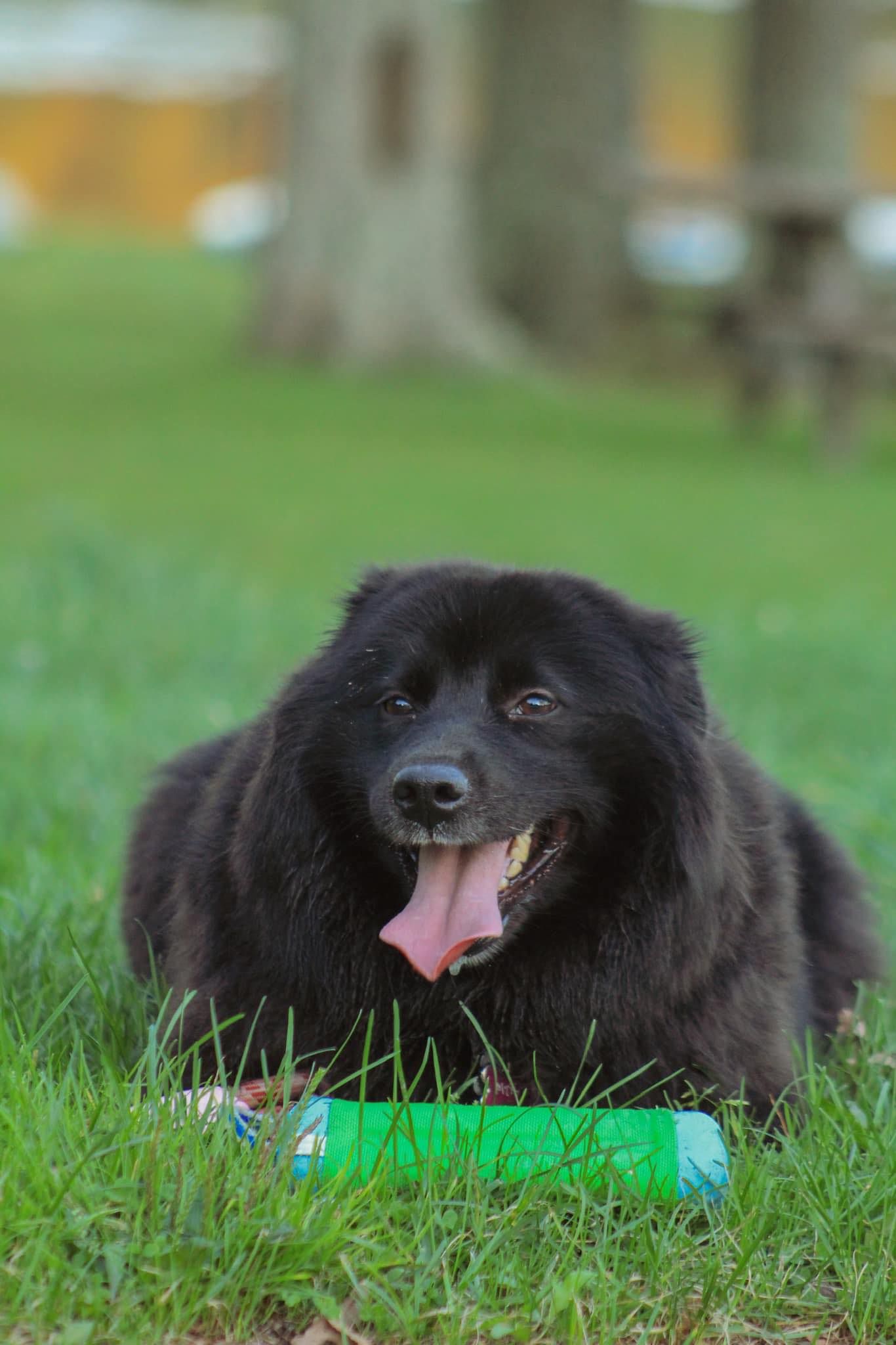 Close up of dog playing at Promiseland State Park.