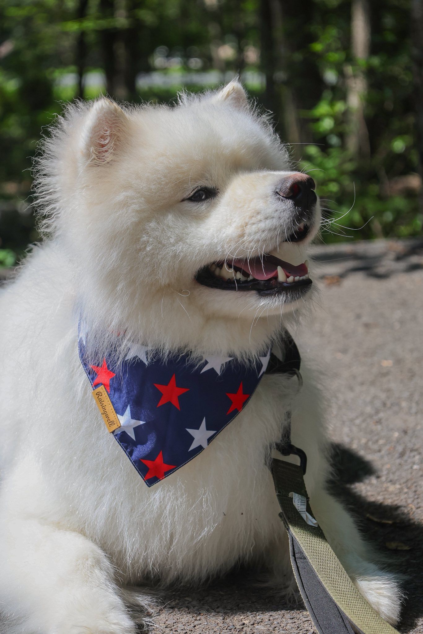 Samoyed dog smiling during the summer.