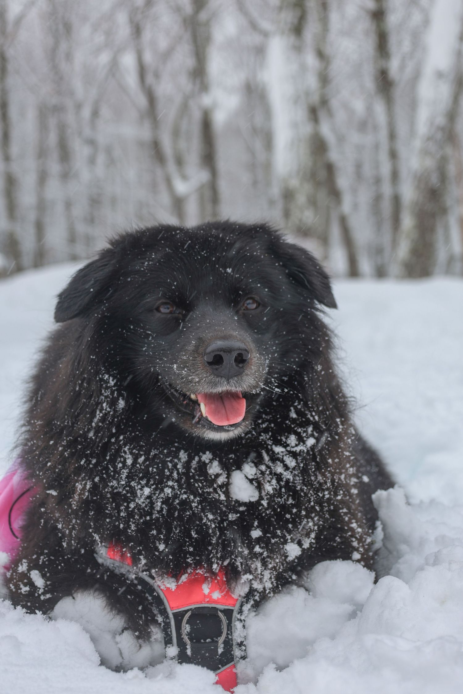 Samoyed dog playing in the snow in the Pocono Mountains.