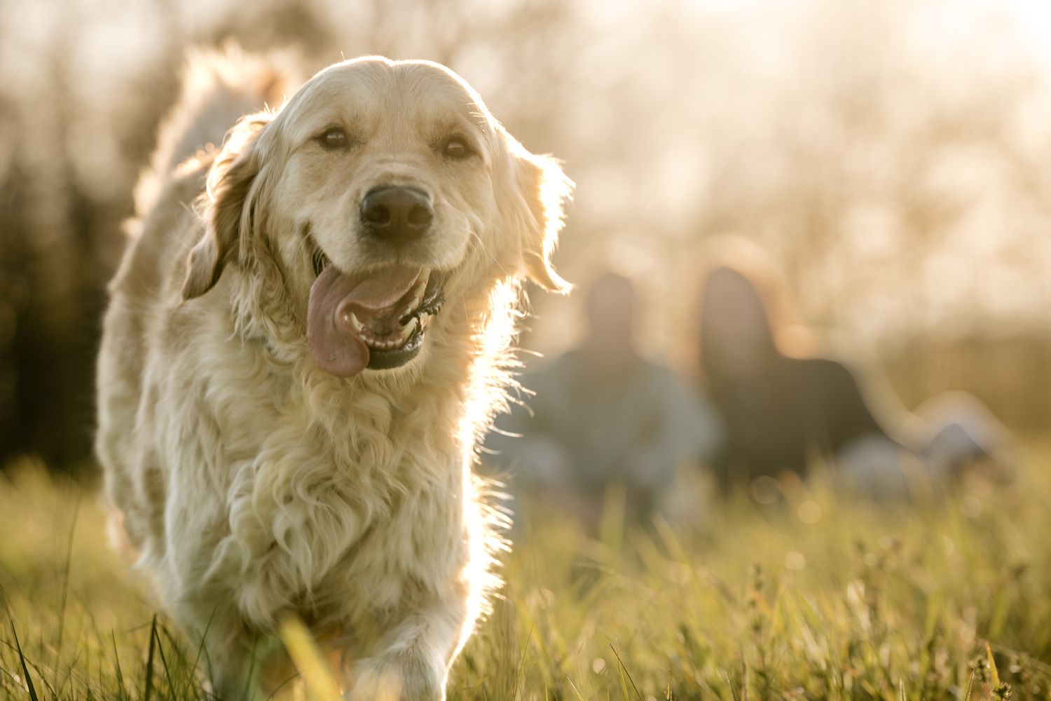 A happy Golden Retriever walks toward the camera in a sunny field with people resting behind.