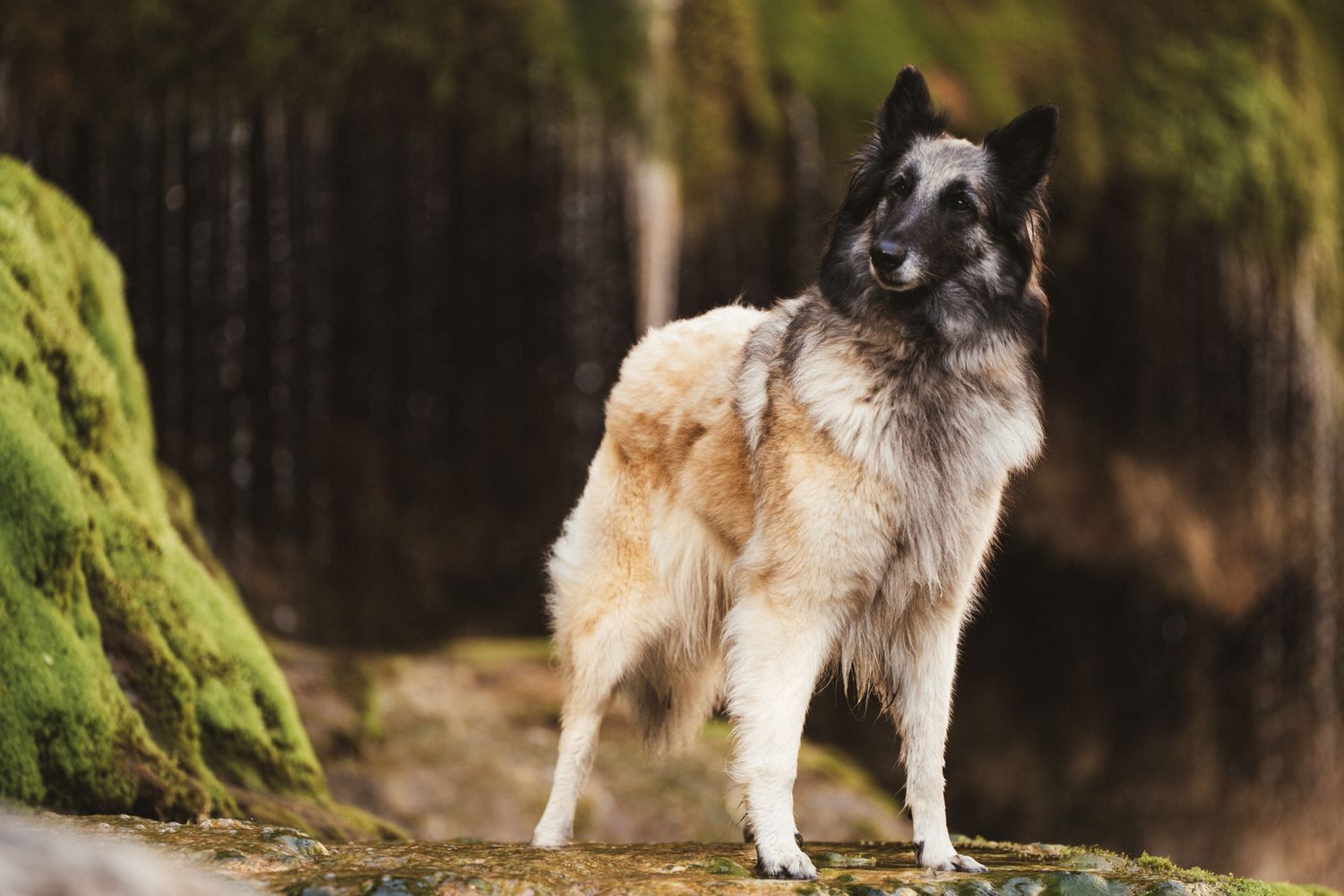 Séance photo chien en Isère : un berger belge tervueren majestueux posé sur des rochers moussus au milieu de cascades.