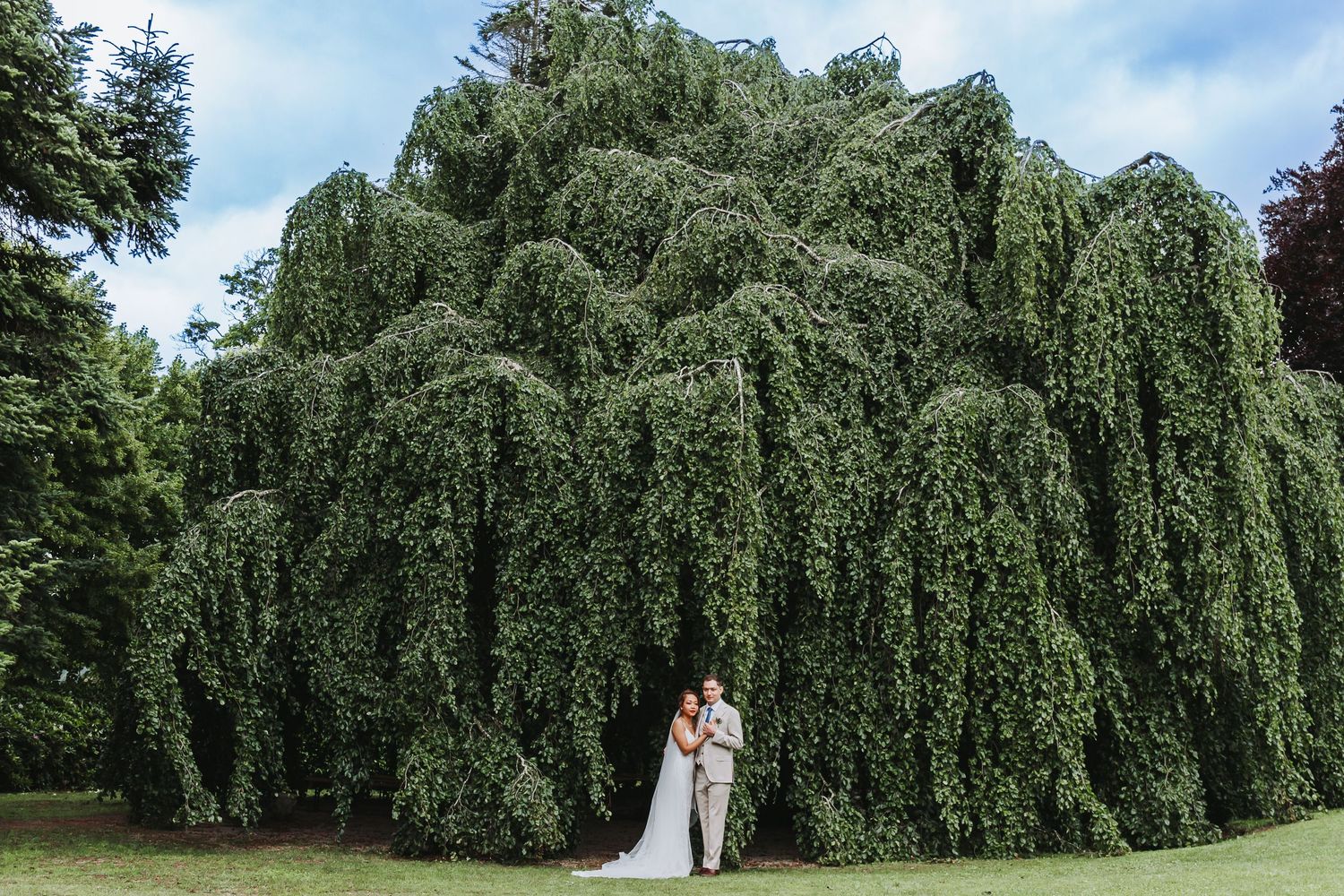 Wedding couple standing romantically beneath a large weeping willow tree in a lush green garden.