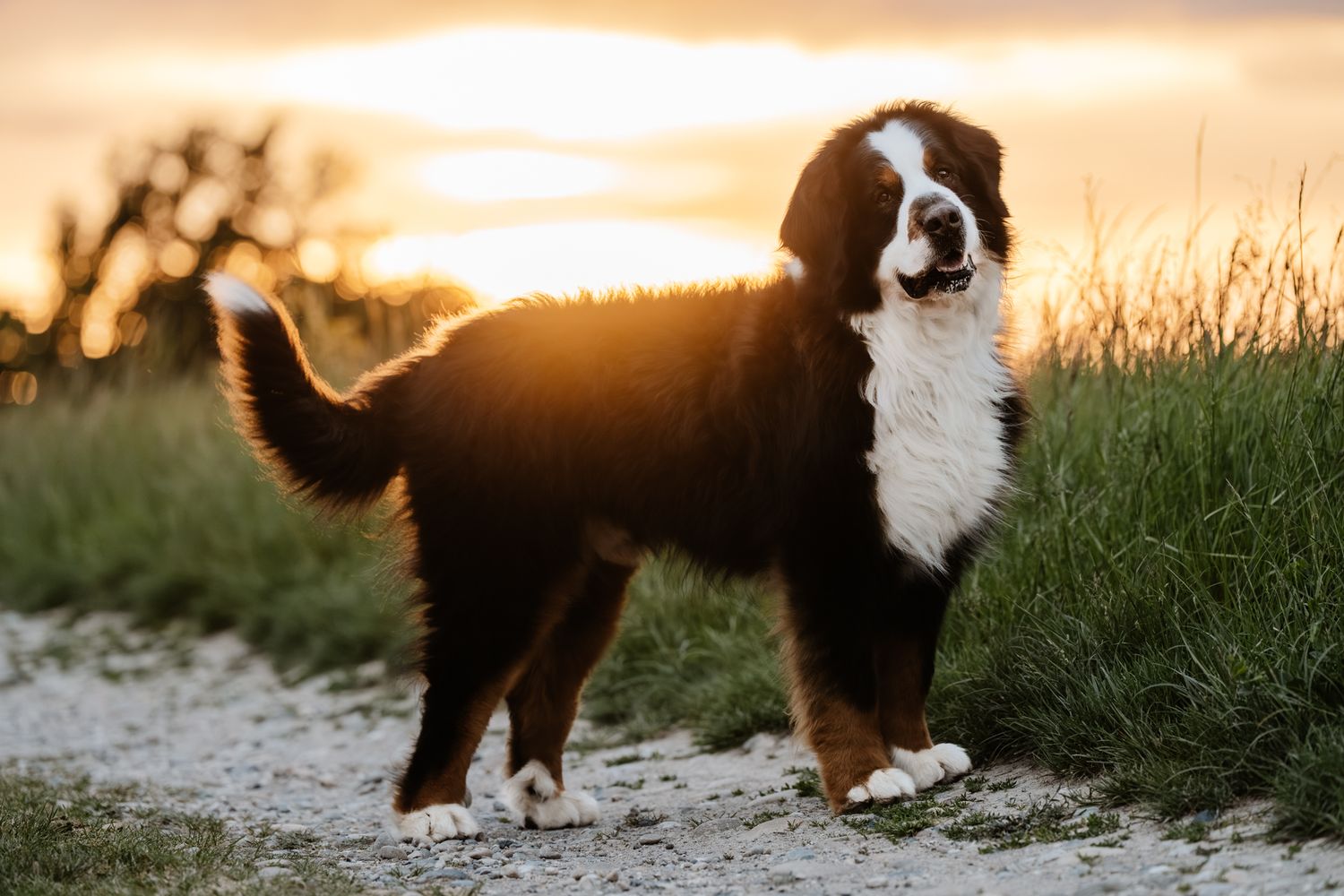 Bernese Mountain Dog standing on a gravel path surrounded by green grass at golden sunset.