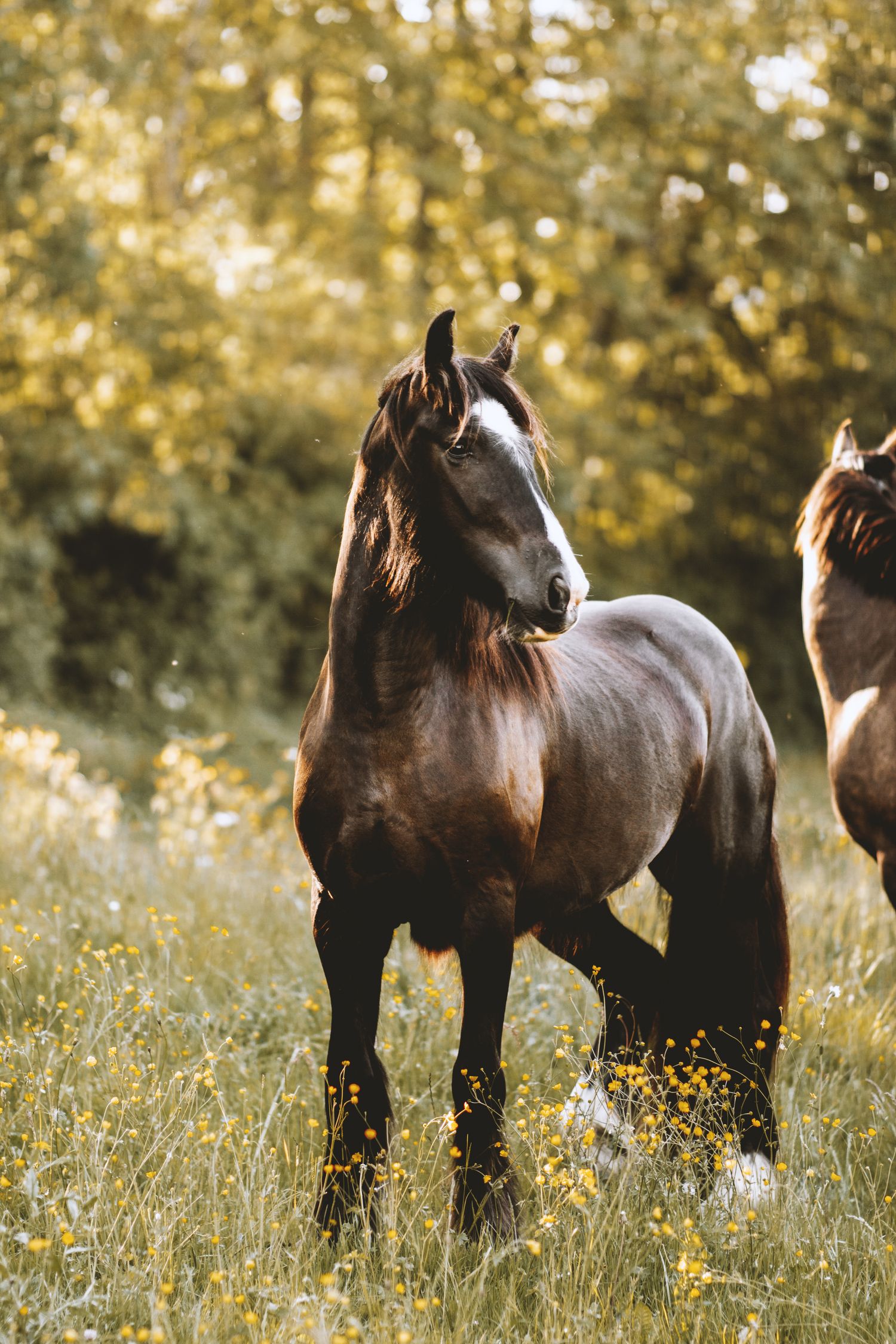 Majestic dark brown horse standing in sunny meadow with yellow wildflowers and green trees.