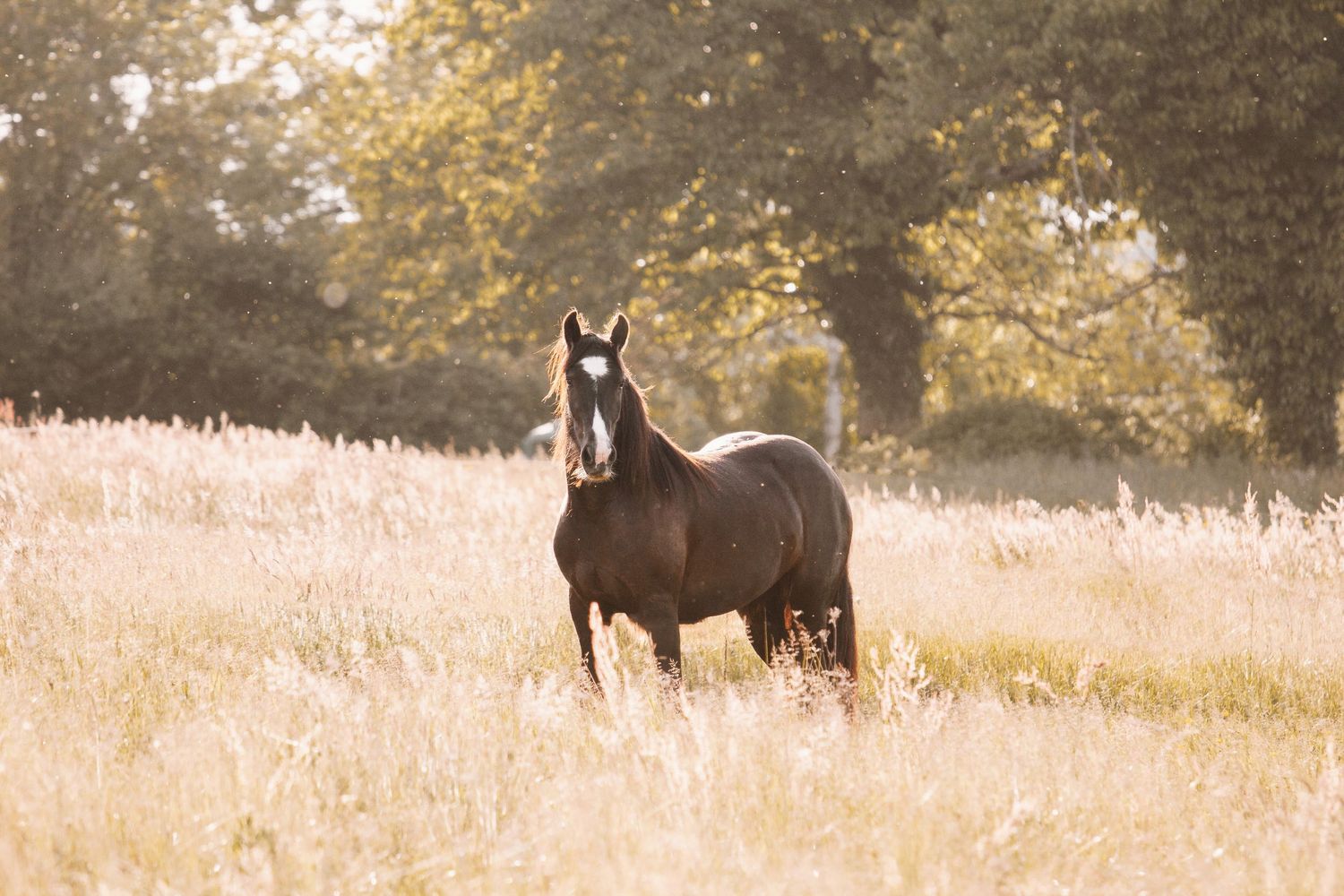 A dark horse stands in a golden sunlit field with tall grass and trees in the background.