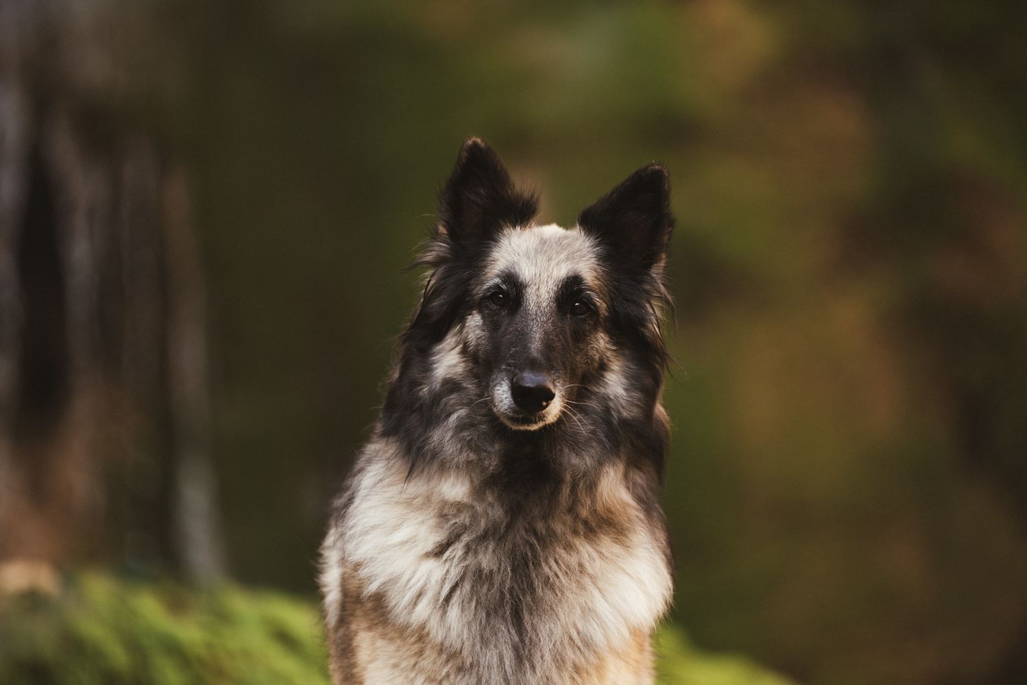 Séance photo chien en Isère : un berger belge tervueren majestueux posé sur des rochers moussus au milieu de cascades.