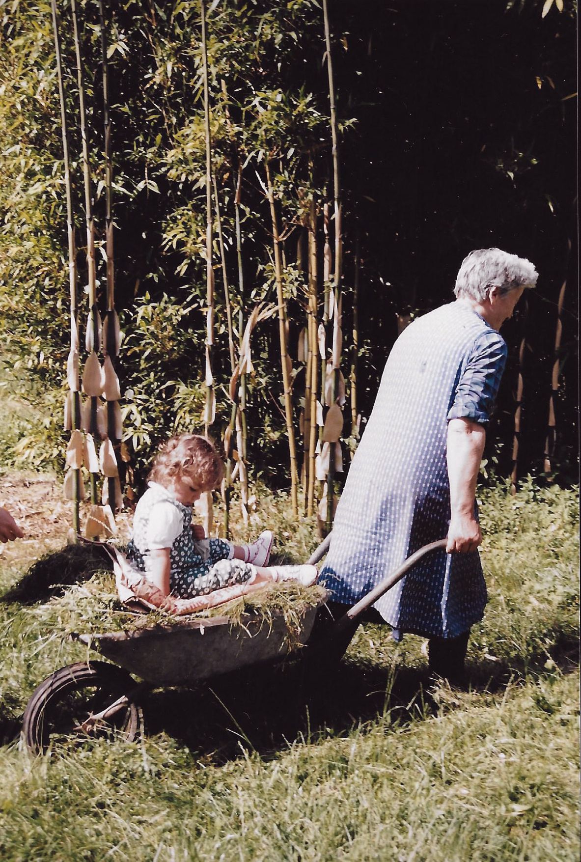 Elderly woman pushing a young child in a wheelbarrow through a sunny garden with bamboo plants.