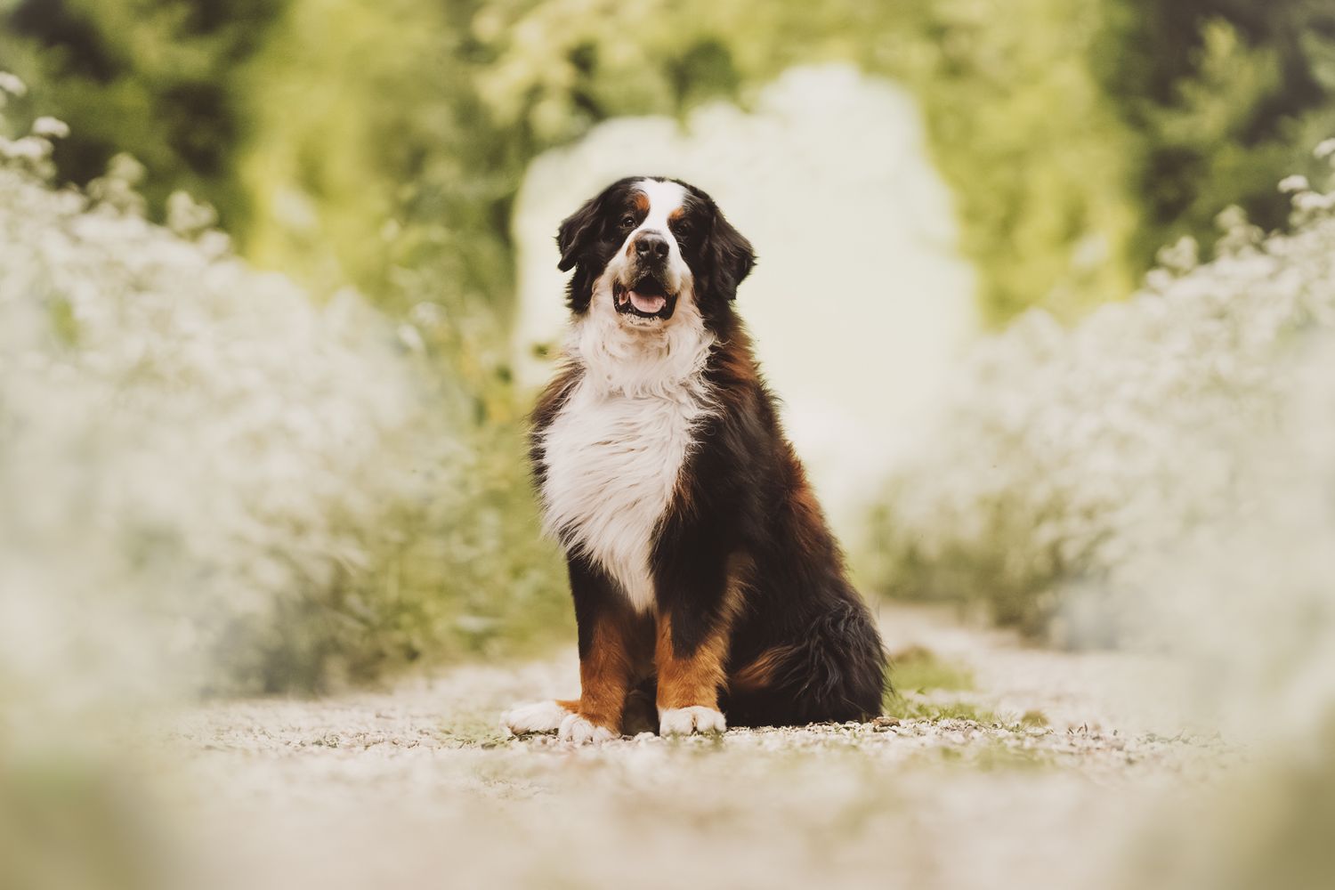 Bernese Mountain Dog sitting proudly on a path surrounded by blooming white wildflowers.