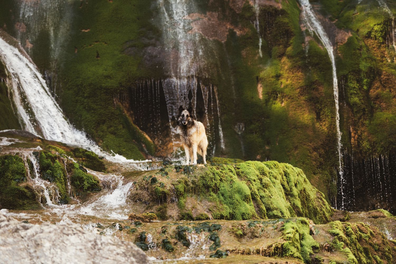 Séance photo chien en Isère : un berger belge tervueren majestueux posé sur des rochers moussus au milieu de cascades.