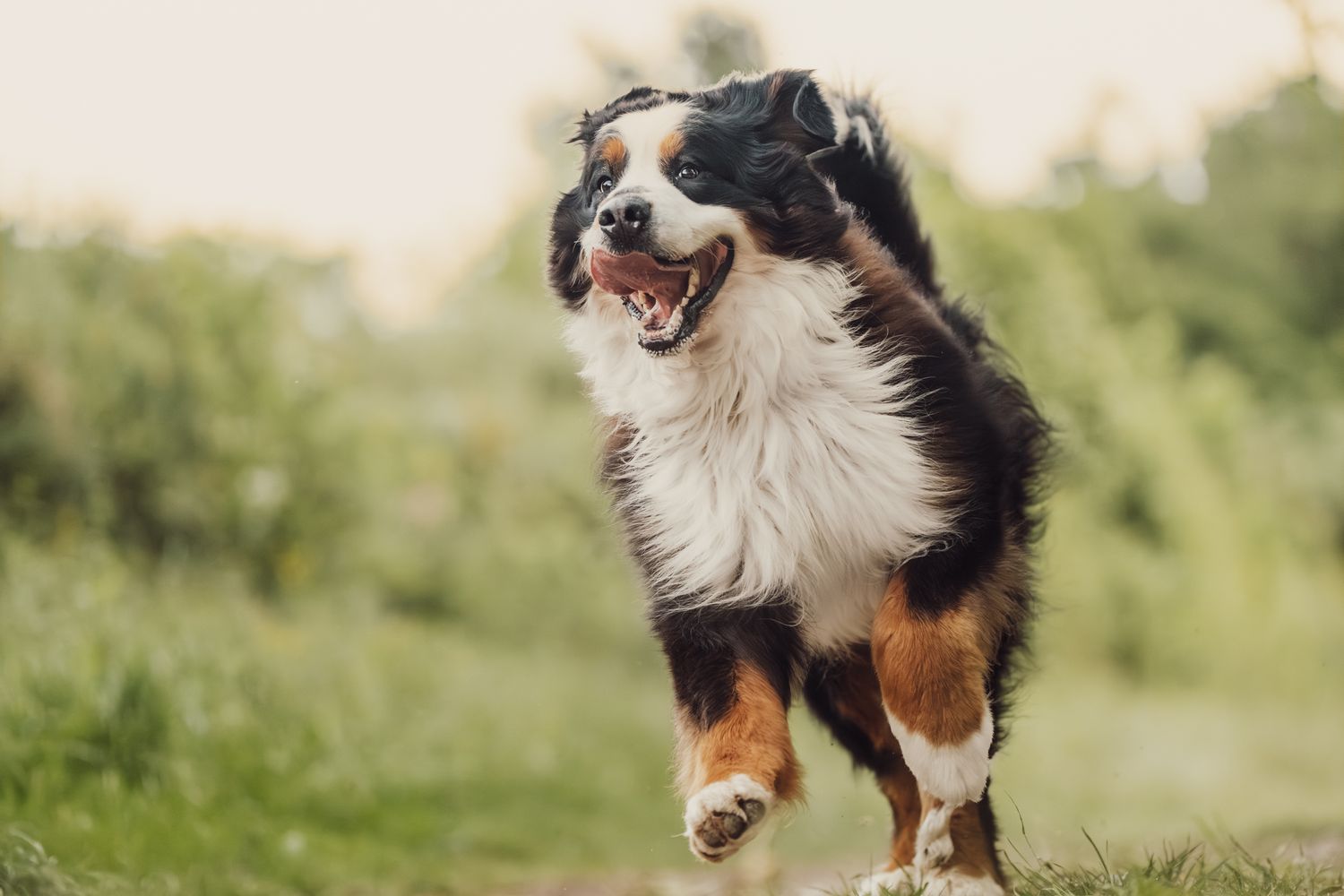 Happy Bernese Mountain Dog running playfully through a lush green outdoor field.