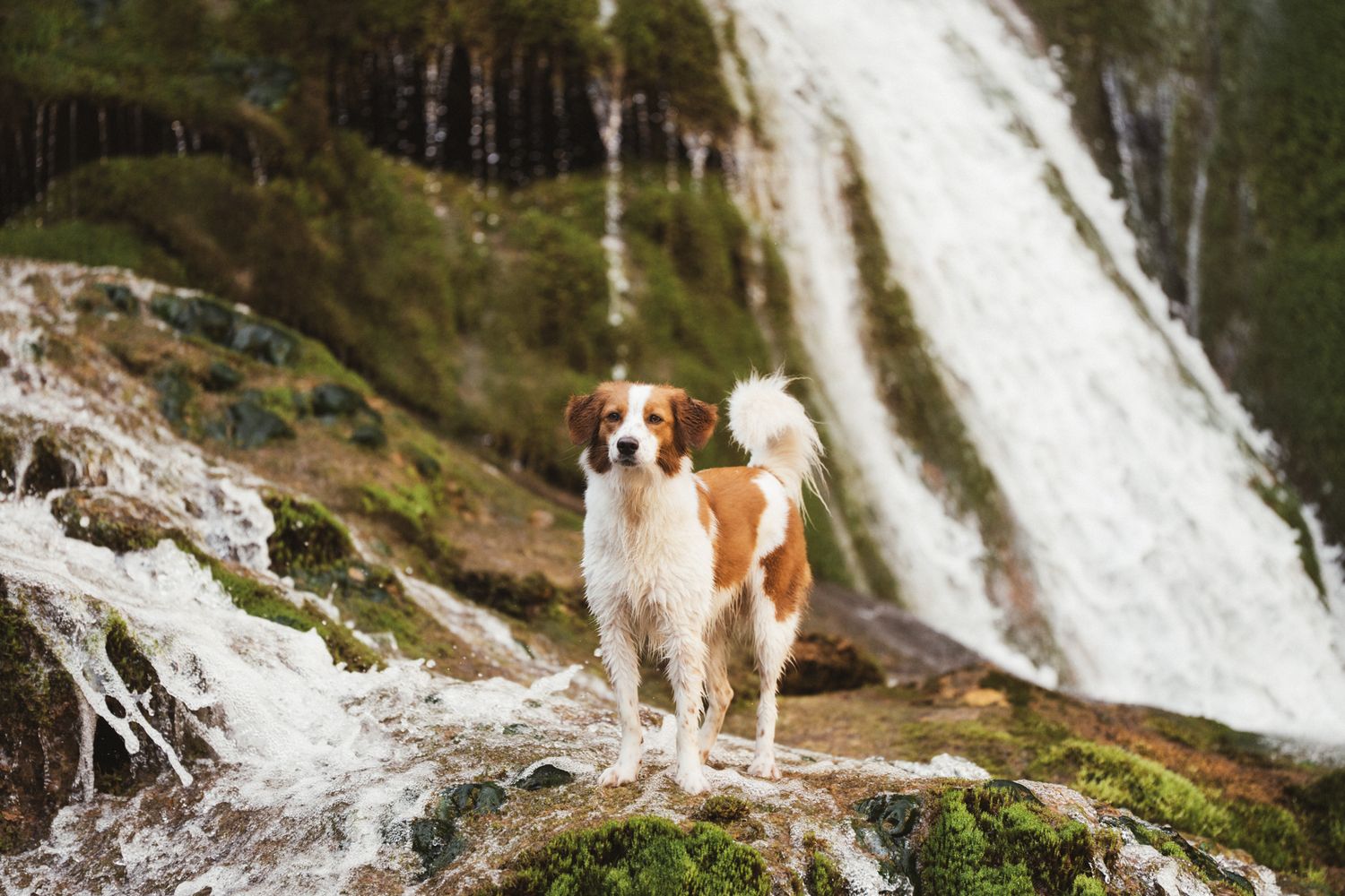 Séance photo animalière en Isère : un chien marron et blanc dans l'eau vive avec une cascade impressionnante en fond.