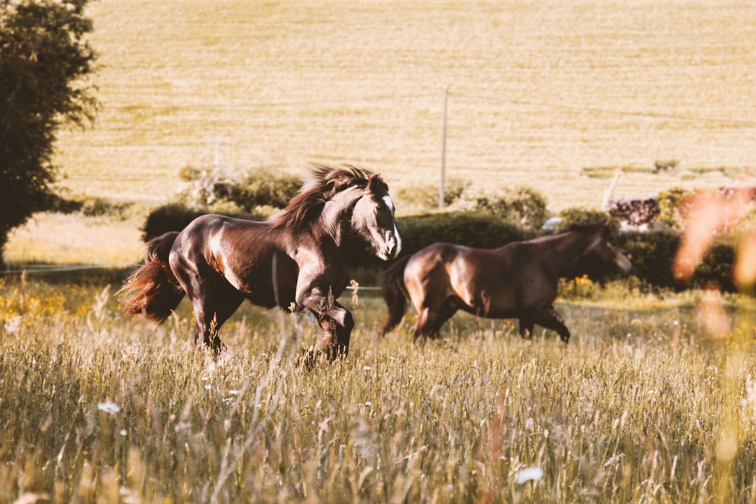 Two brown horses running freely through a golden sunlit meadow with wildflowers.