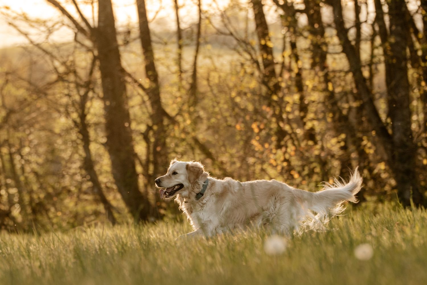 Golden retriever dog running through tall grass in warm autumn sunlight.