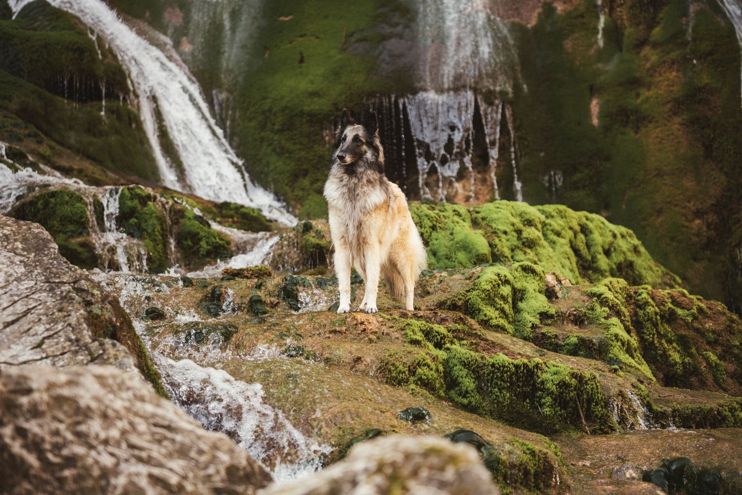 Séance photo chien en Isère : un berger belge tervueren majestueux posé sur des rochers moussus au milieu de cascades.