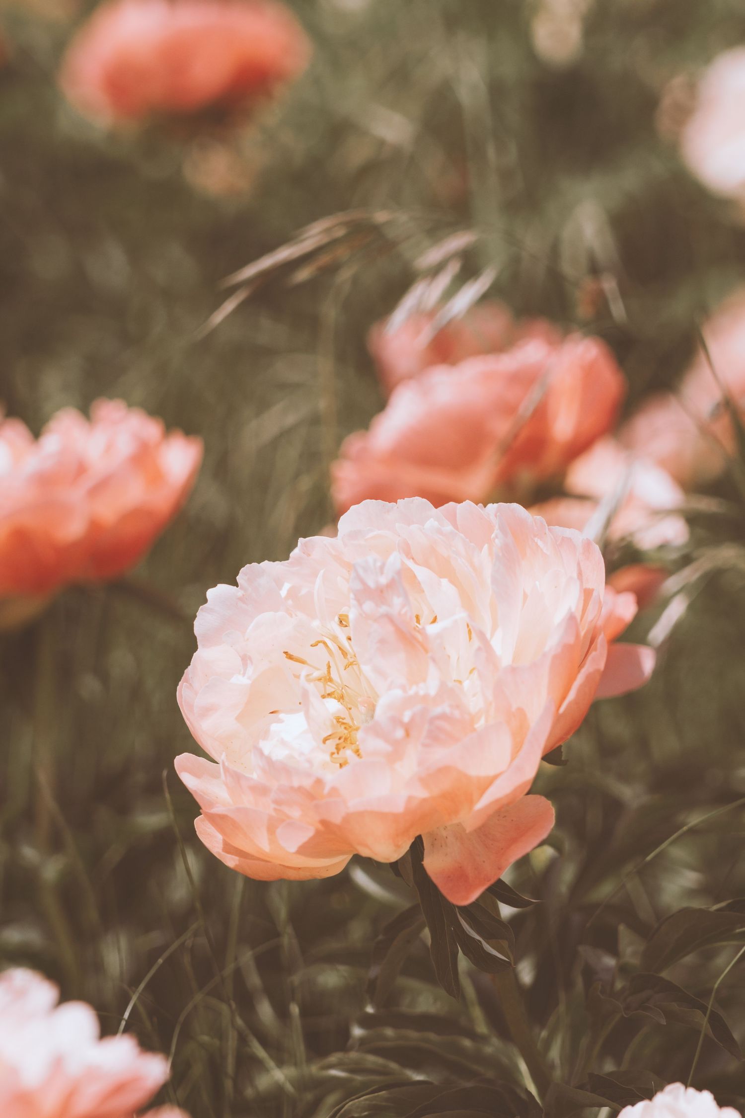Soft peach pink peony flower blooming in green garden with dreamy bokeh background.