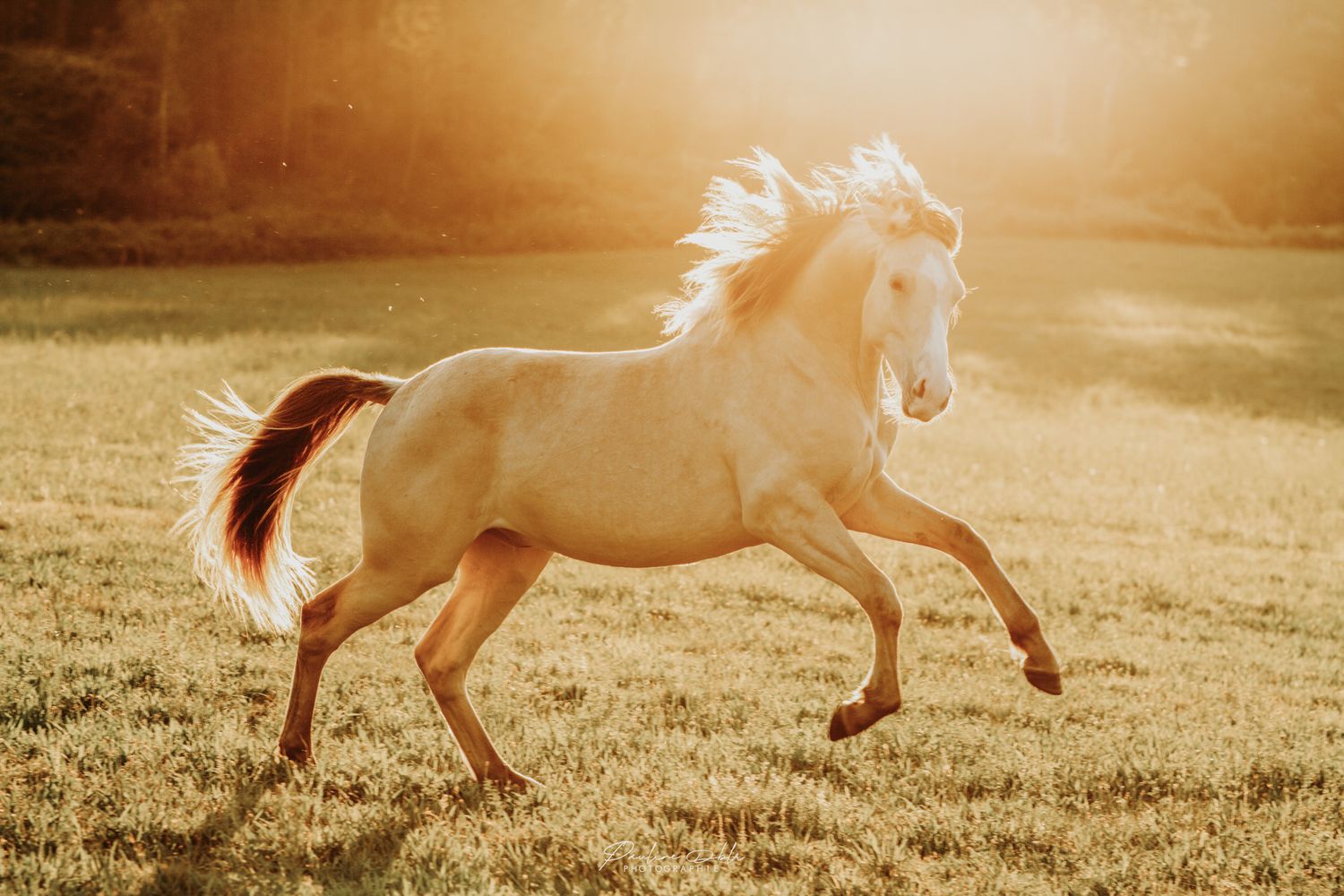 Palomino horse with flowing mane galloping freely across a golden sunlit grassy field.
