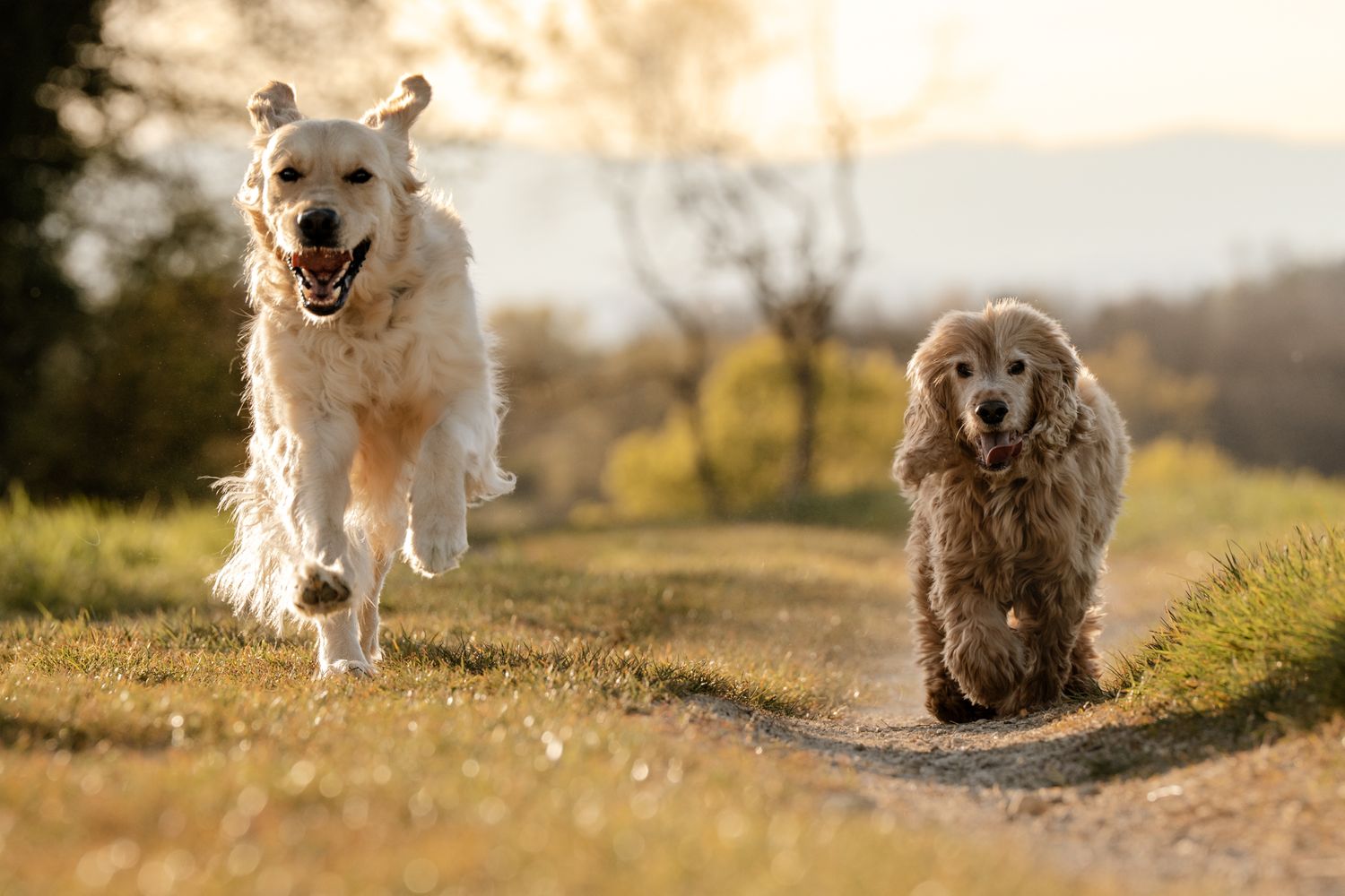 A Golden Retriever and a Cocker Spaniel run together along a sunlit countryside path.