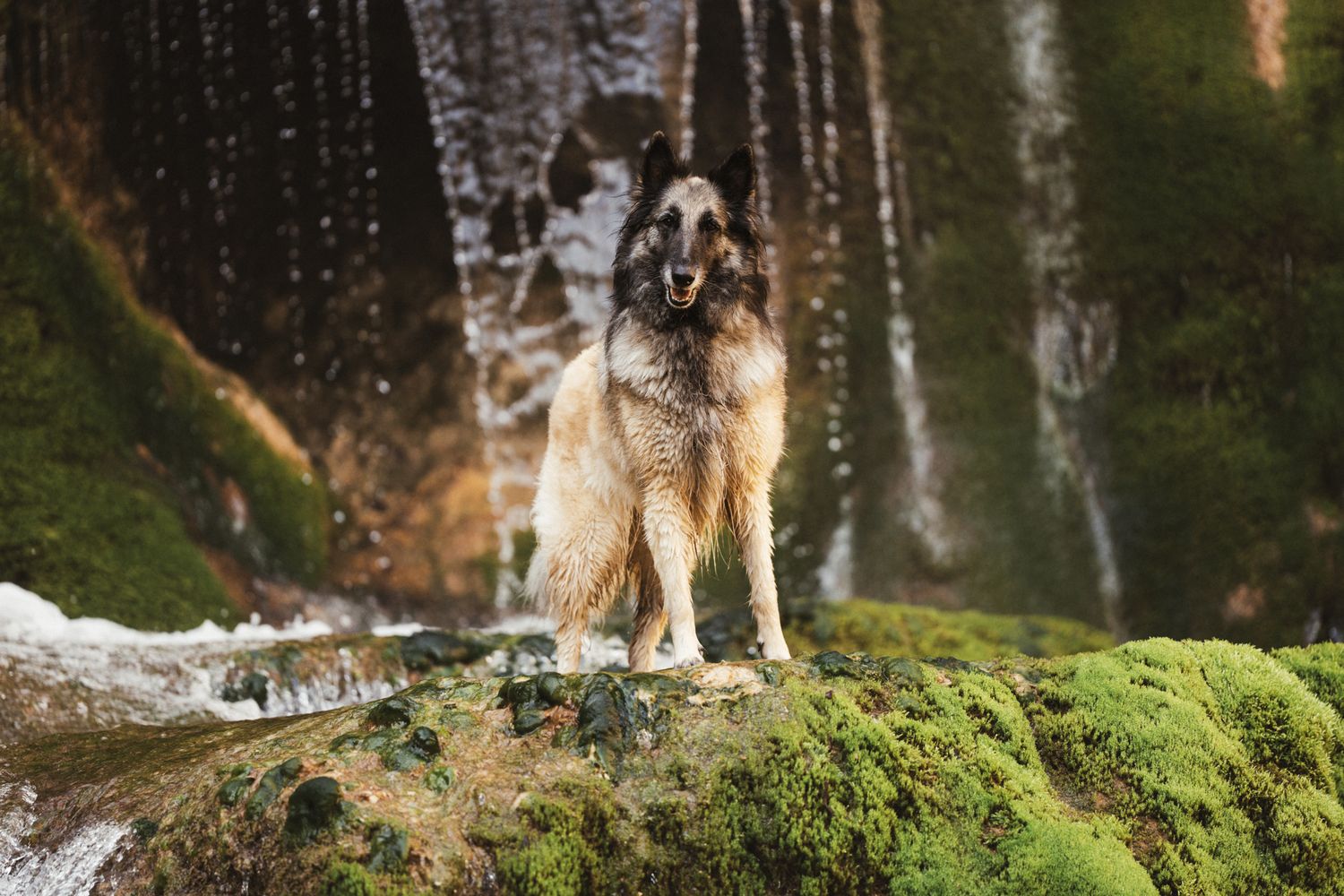 Séance photo chien en Isère : un berger belge tervueren majestueux posé sur des rochers moussus au milieu de cascades.