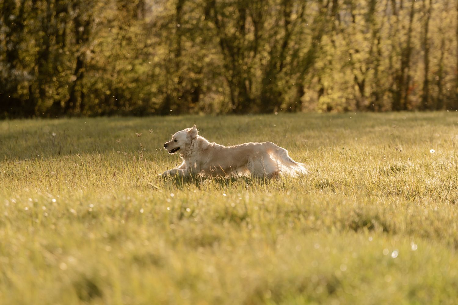A white Golden Retriever runs freely through a sunlit green meadow with trees in the background.