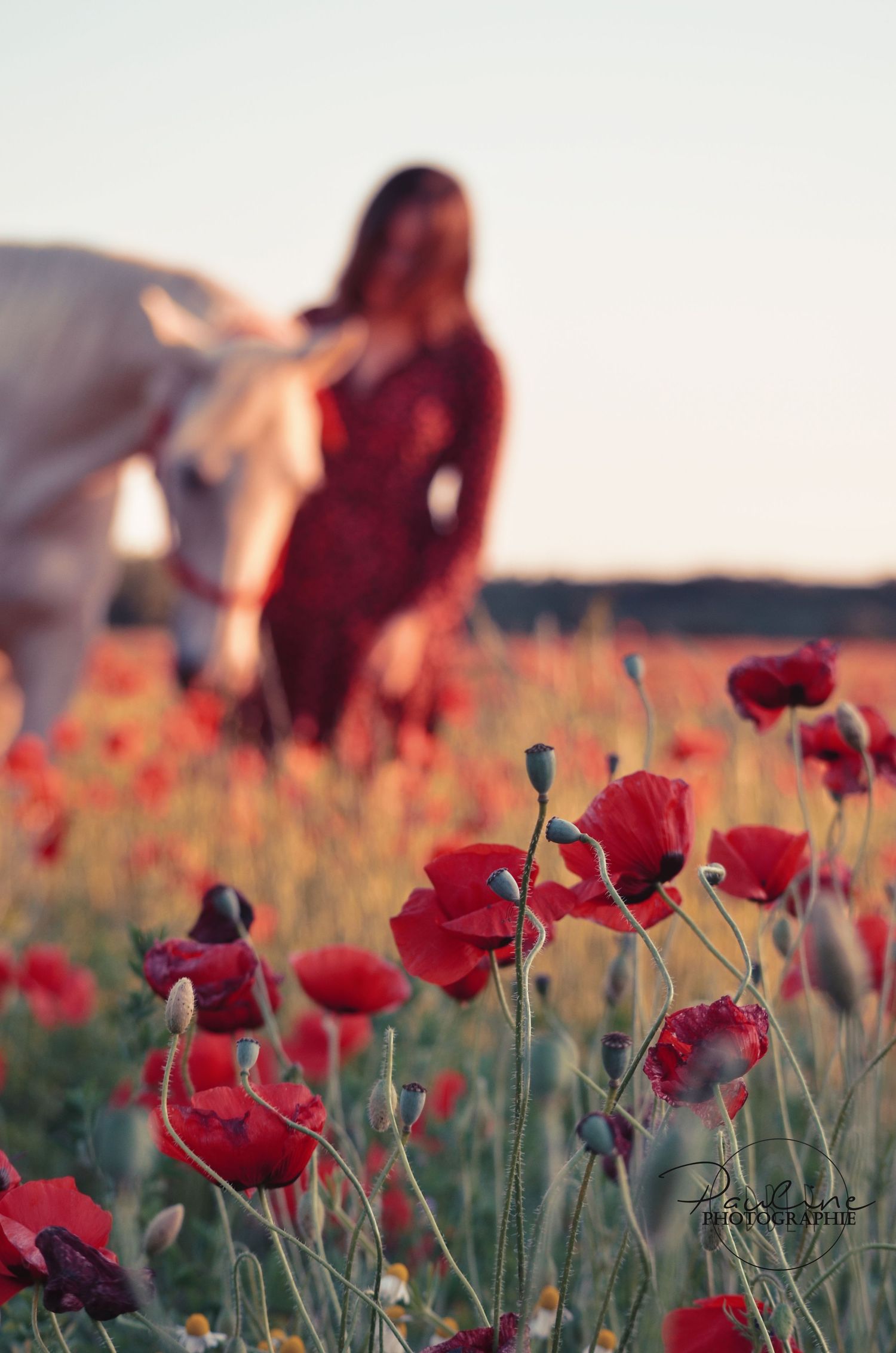 Red poppies in focus with a woman and white horse blurred in background.