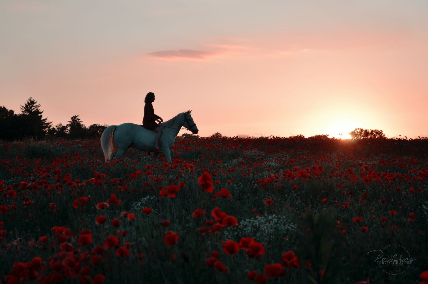 A silhouette of a rider on a white horse in a red poppy field at sunset.