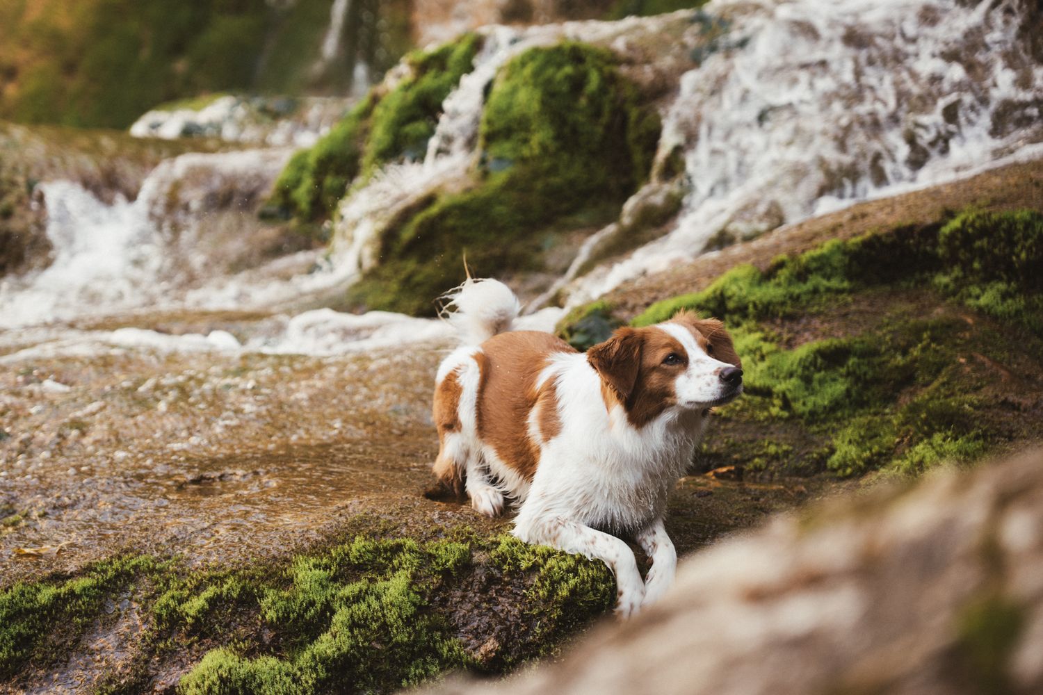 Séance photo animalière en Isère : un chien marron et blanc dans l'eau vive avec une cascade impressionnante en fond.