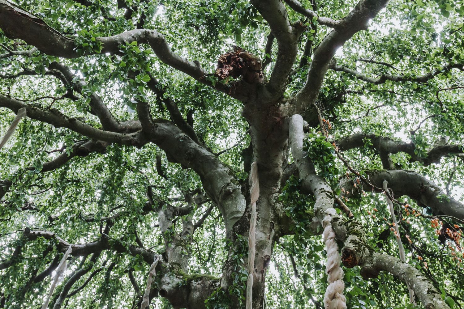 Looking up at a large ancient tree with sprawling branches and dense green leaves canopy.