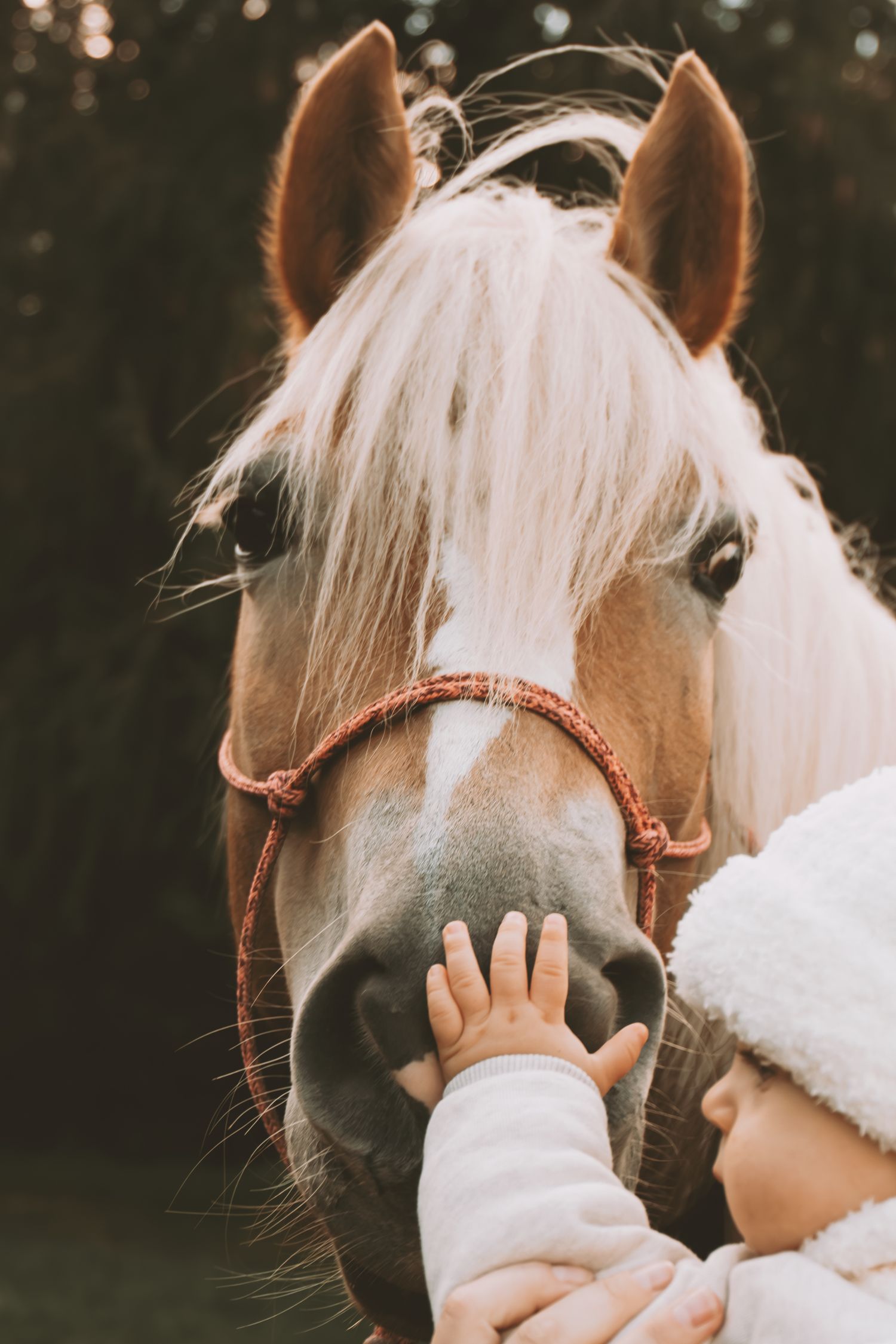 Baby's tiny hand gently touching the nose of a brown and white horse with blonde mane.