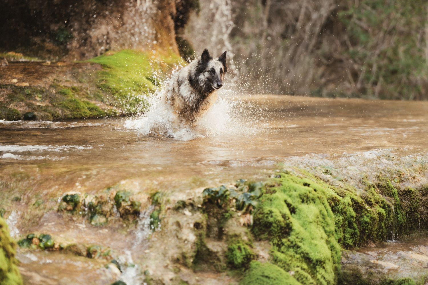 Séance photo chien en Isère : un berger belge tervueren court dans un ruisseau avec une cascade et des rochers moussus.