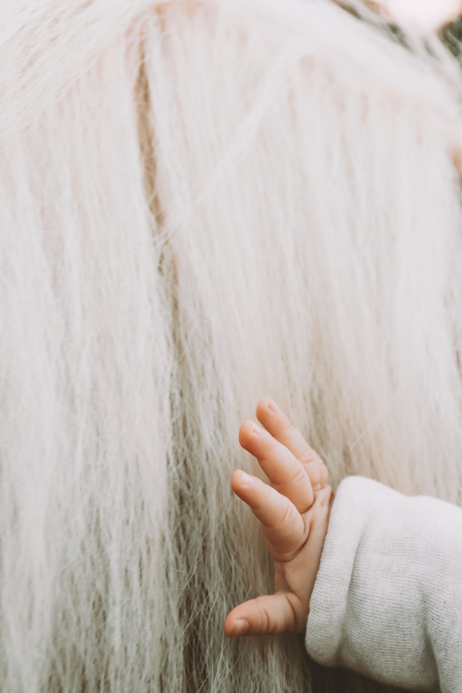 Close-up of baby's small hand touching the long white mane of a horse.