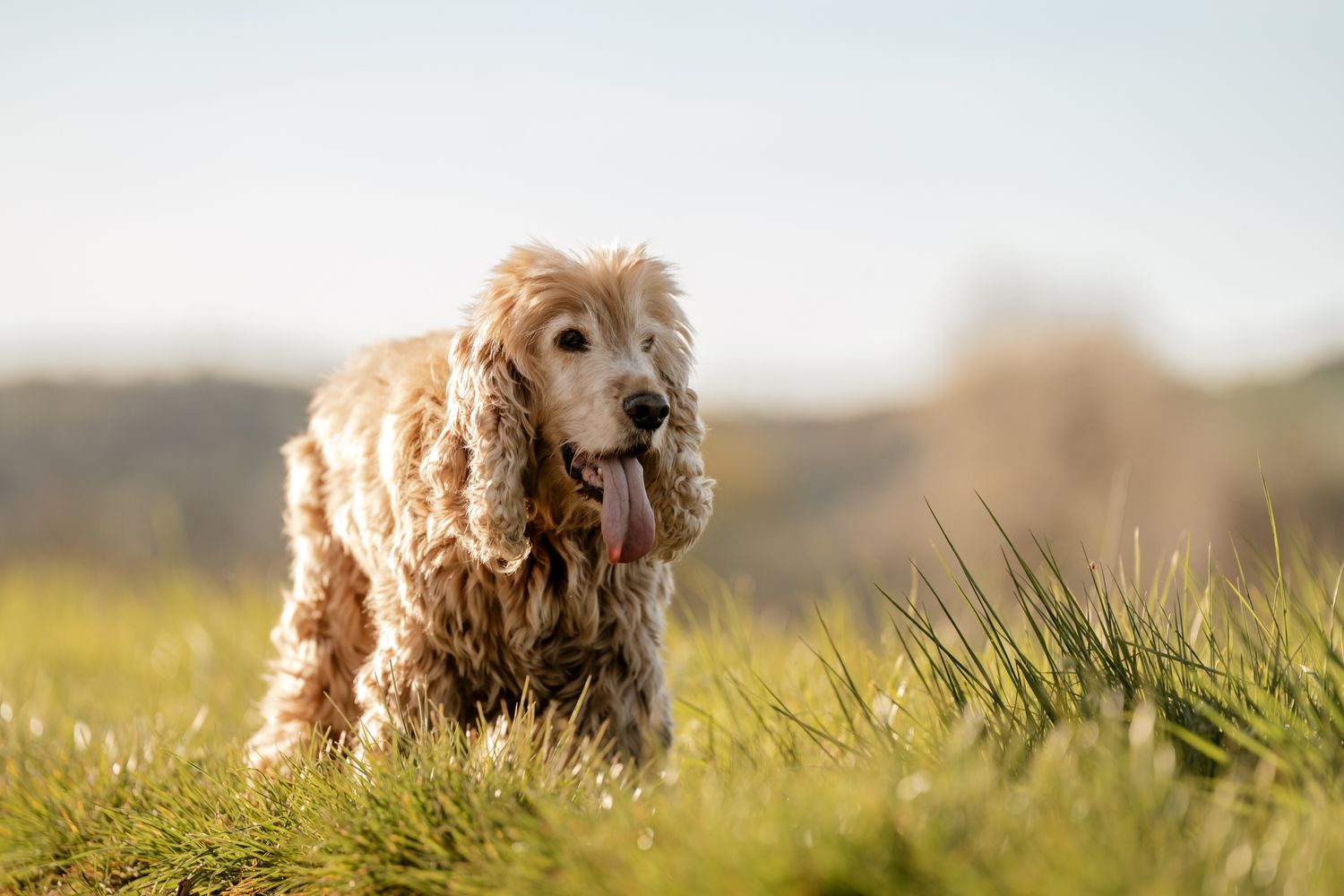 A fluffy golden Cocker Spaniel stands in green grass with its tongue out on a sunny day.