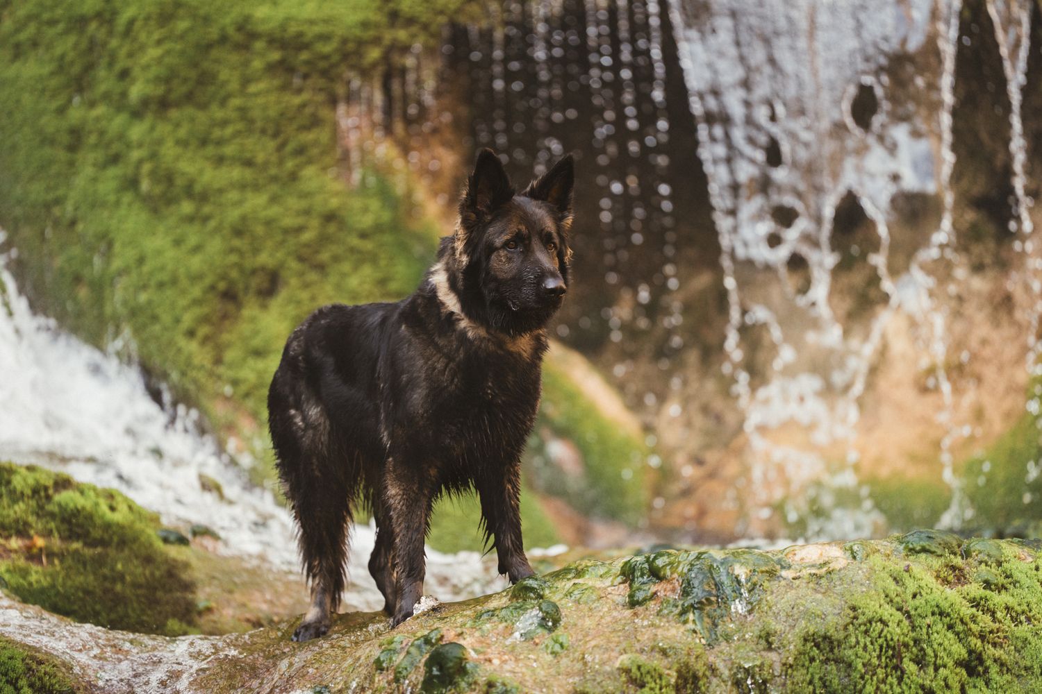 Séance photo chien en Isère : un Berger Allemand noir mouillé debout sur des rochers moussus à côté d'une cascade.